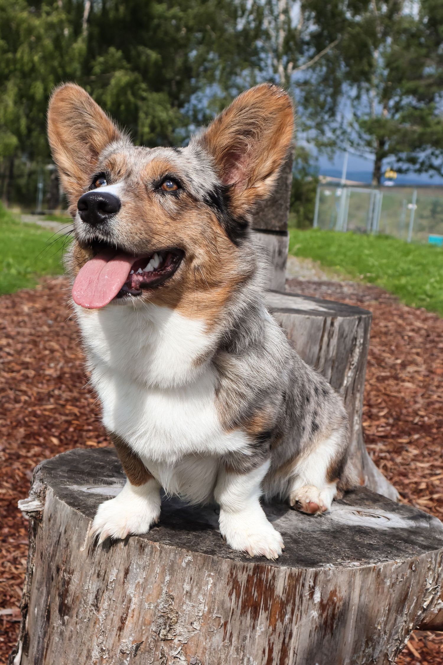 Merle Cardigan Welsh Corgi sittende på en trestubbe utendørs.