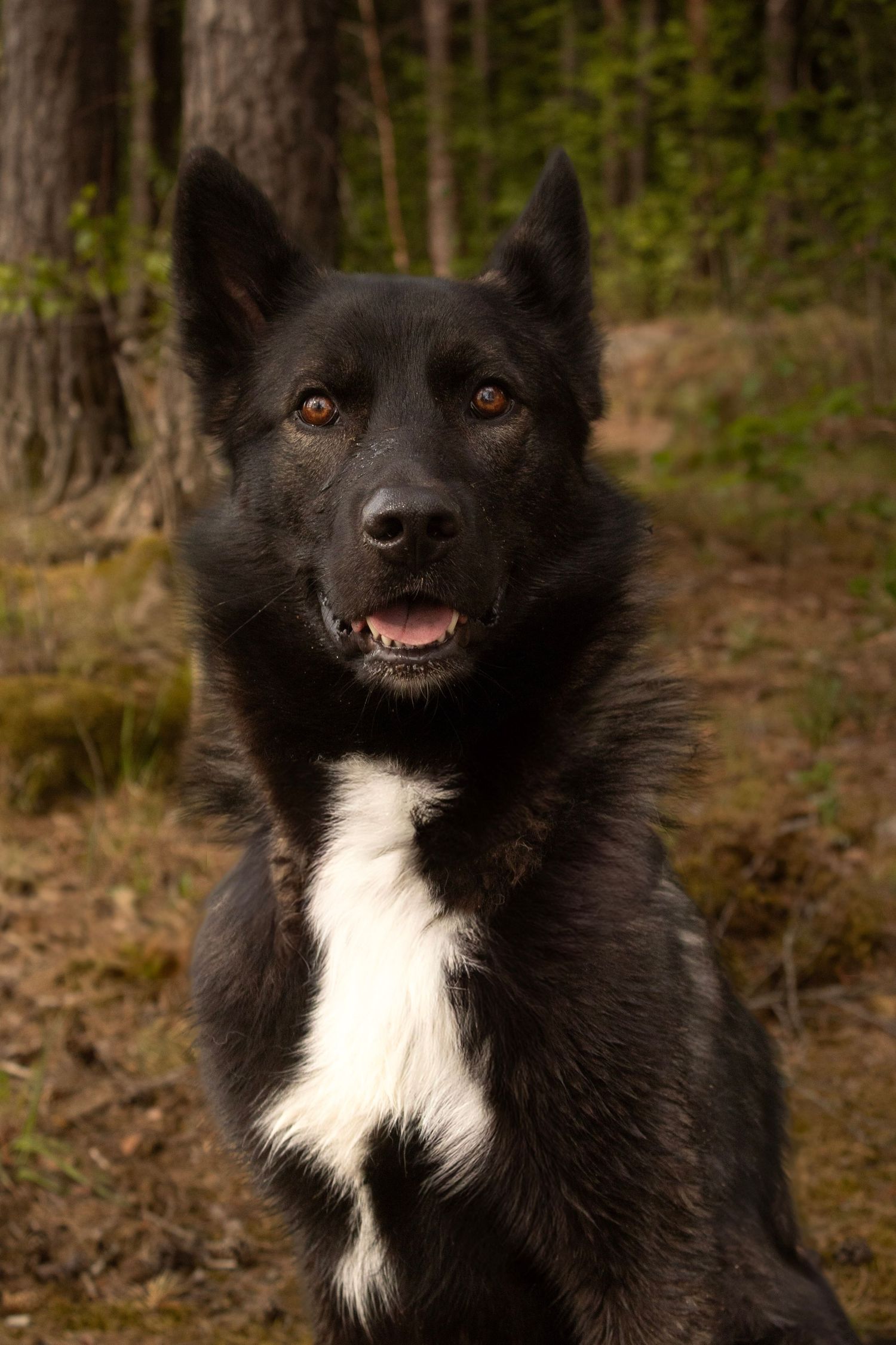 Svart og hvit hund sittende i skogen blant grønne trær.