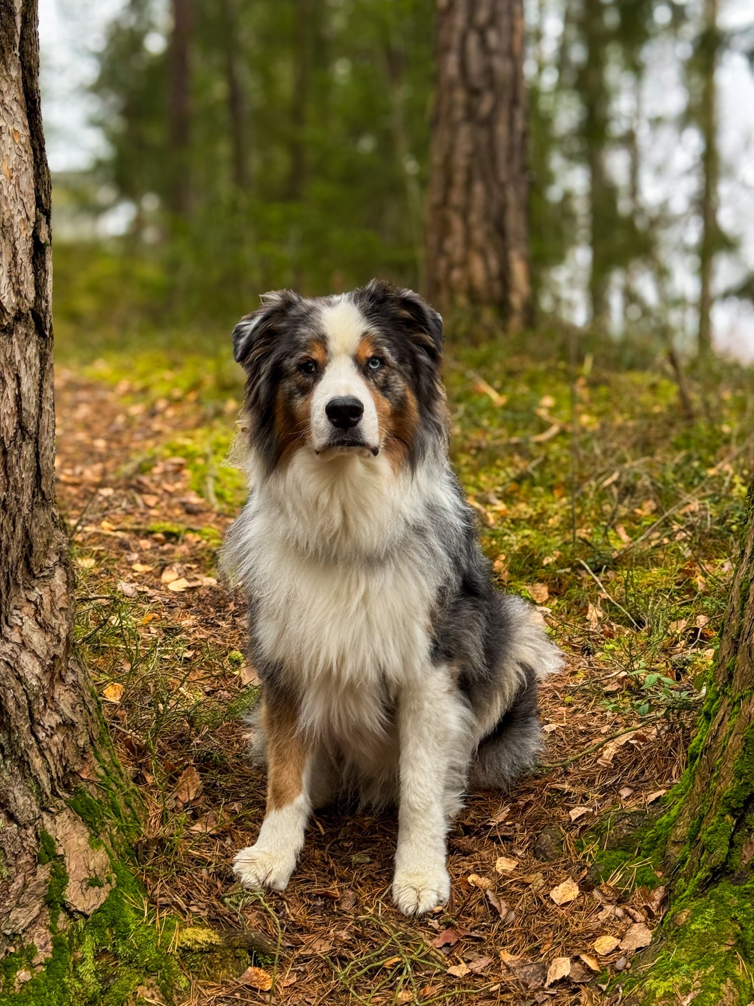 Australian Shepherd sittende i skogen blant høstløv og furutrær.