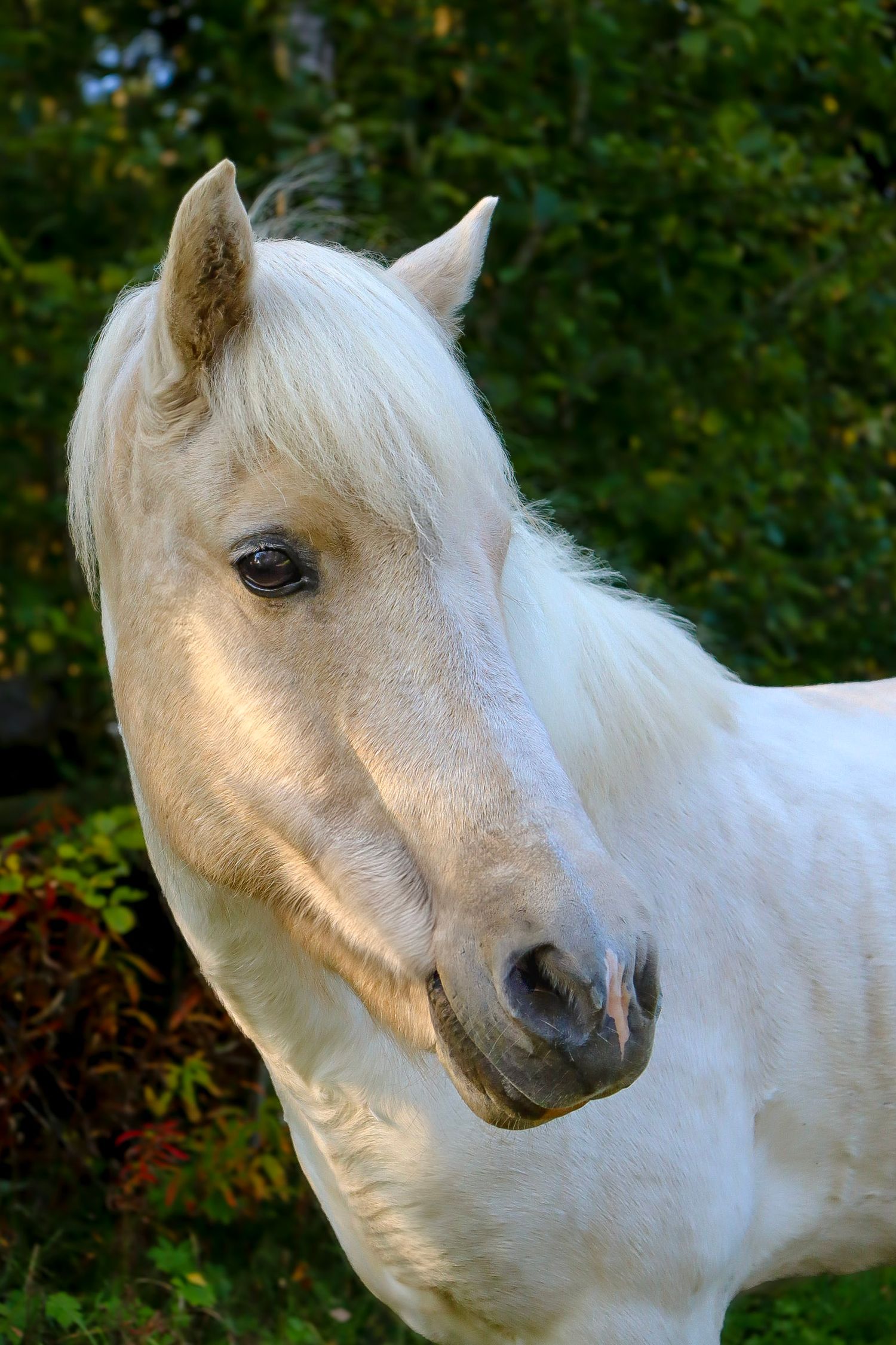 Nærbilde av hvit hest med lang man mot grønn bakgrunn.