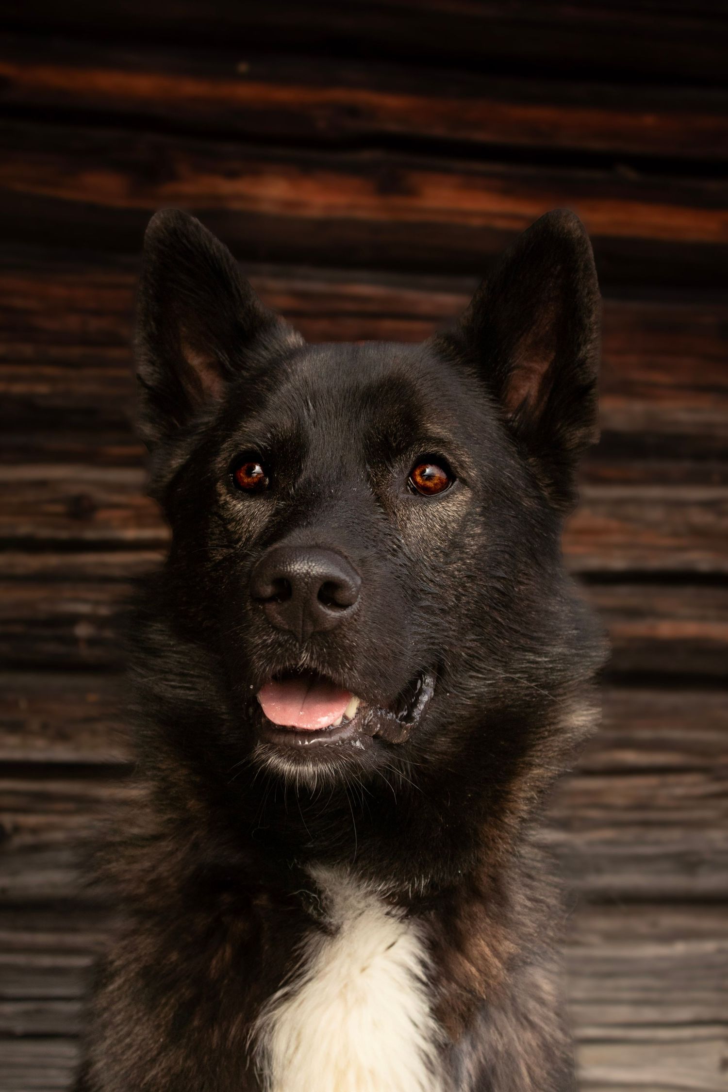 Nærbilde av svart og hvit hund med brune øyne foran en rustikk tømmervegg.