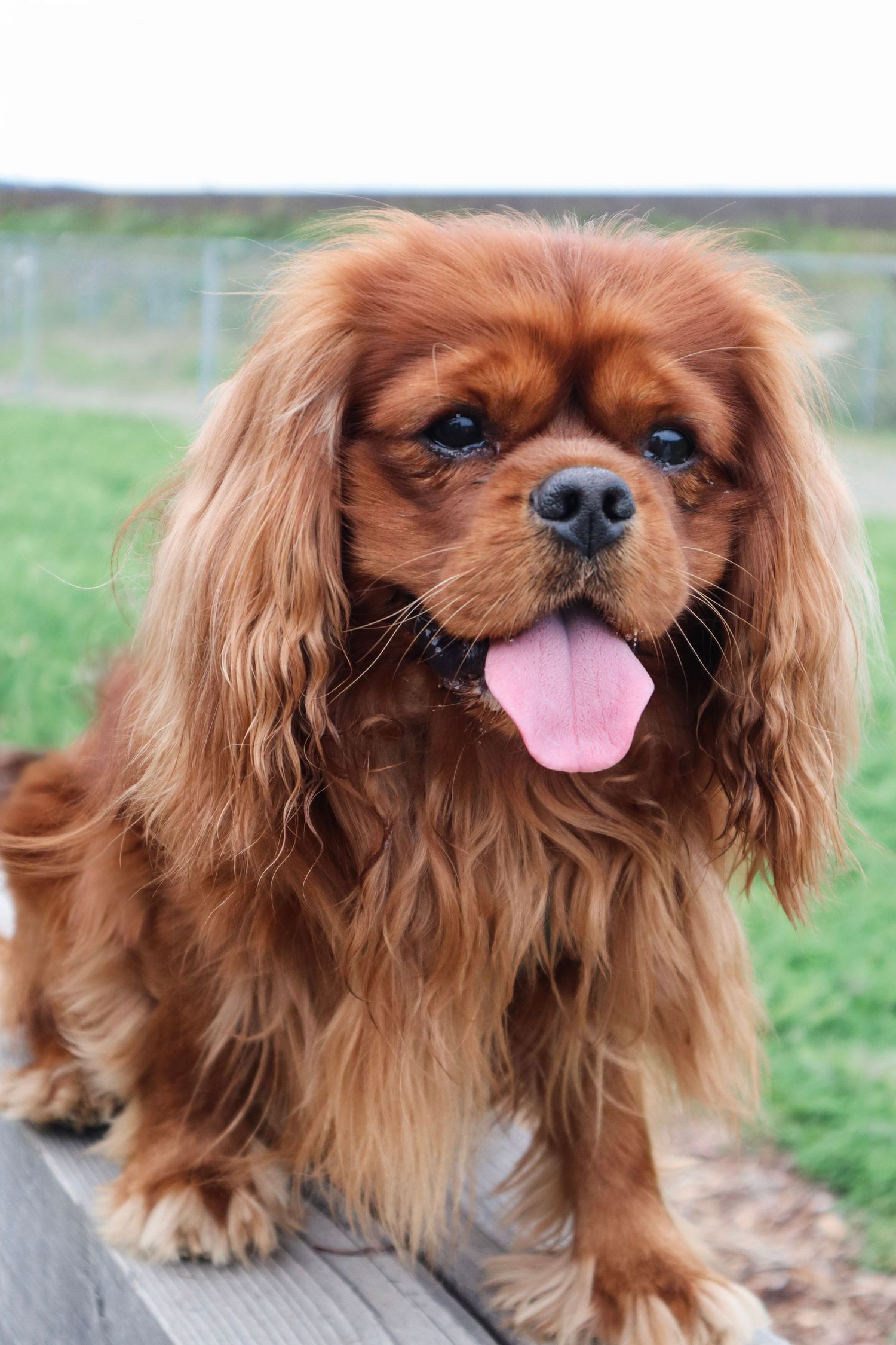 Ruby Cavalier King Charles Spaniel fotografert sittende utendørs.