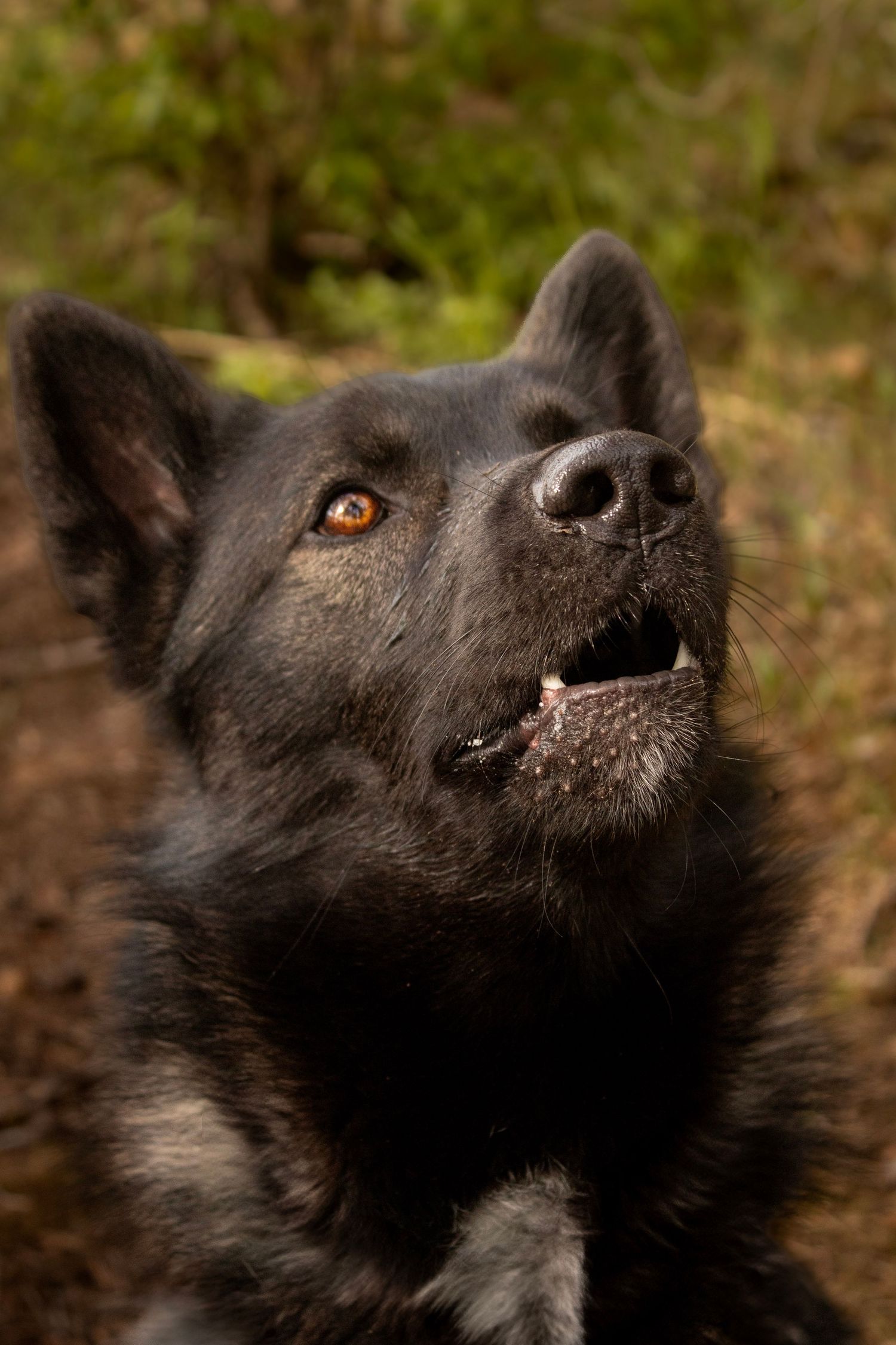 Nærbilde av svart hund med brune øyne fotografert i skogen.