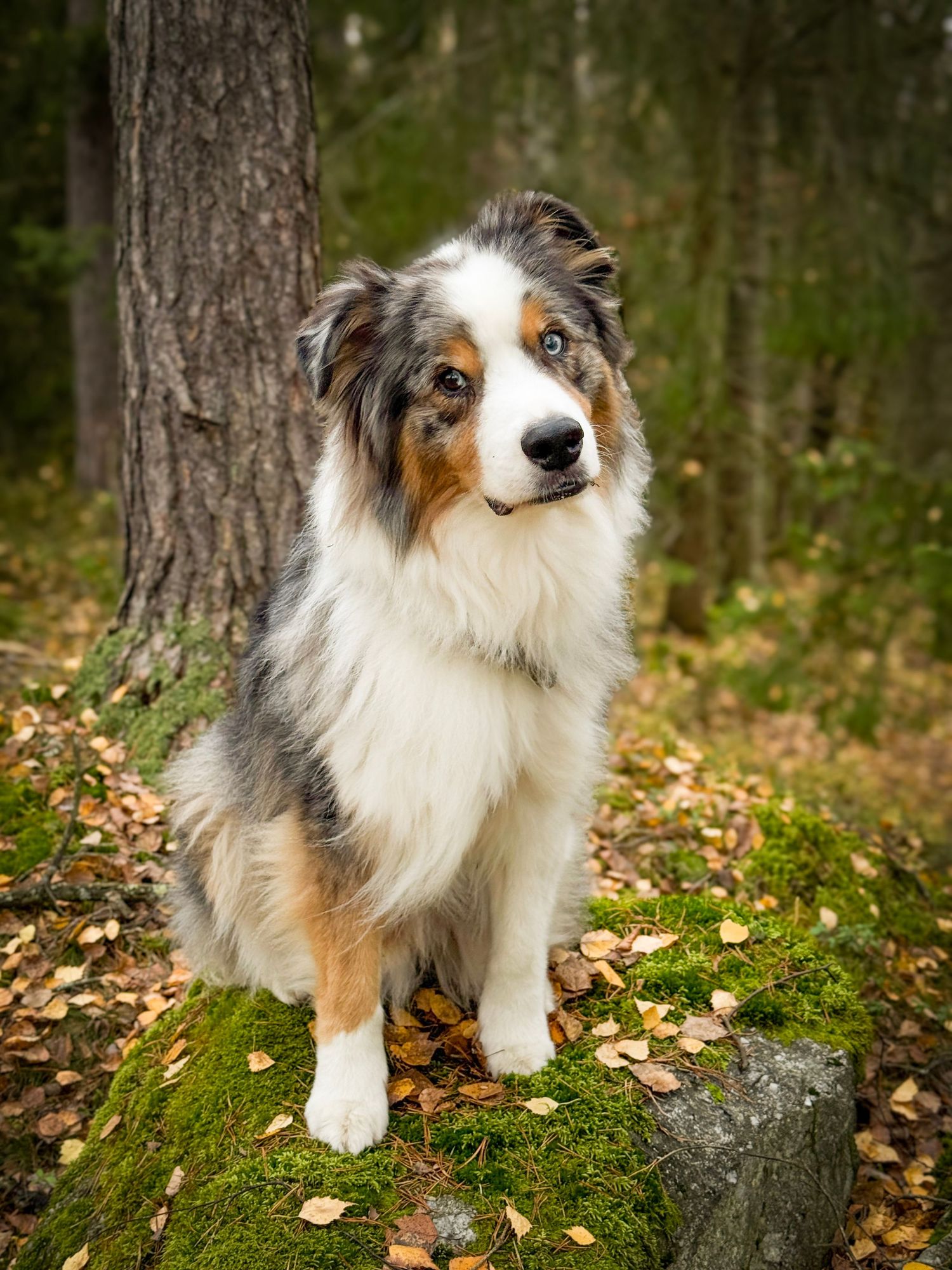Blue merle Australian Shepherd sittende på en mosegrodd stein blant høstløv.