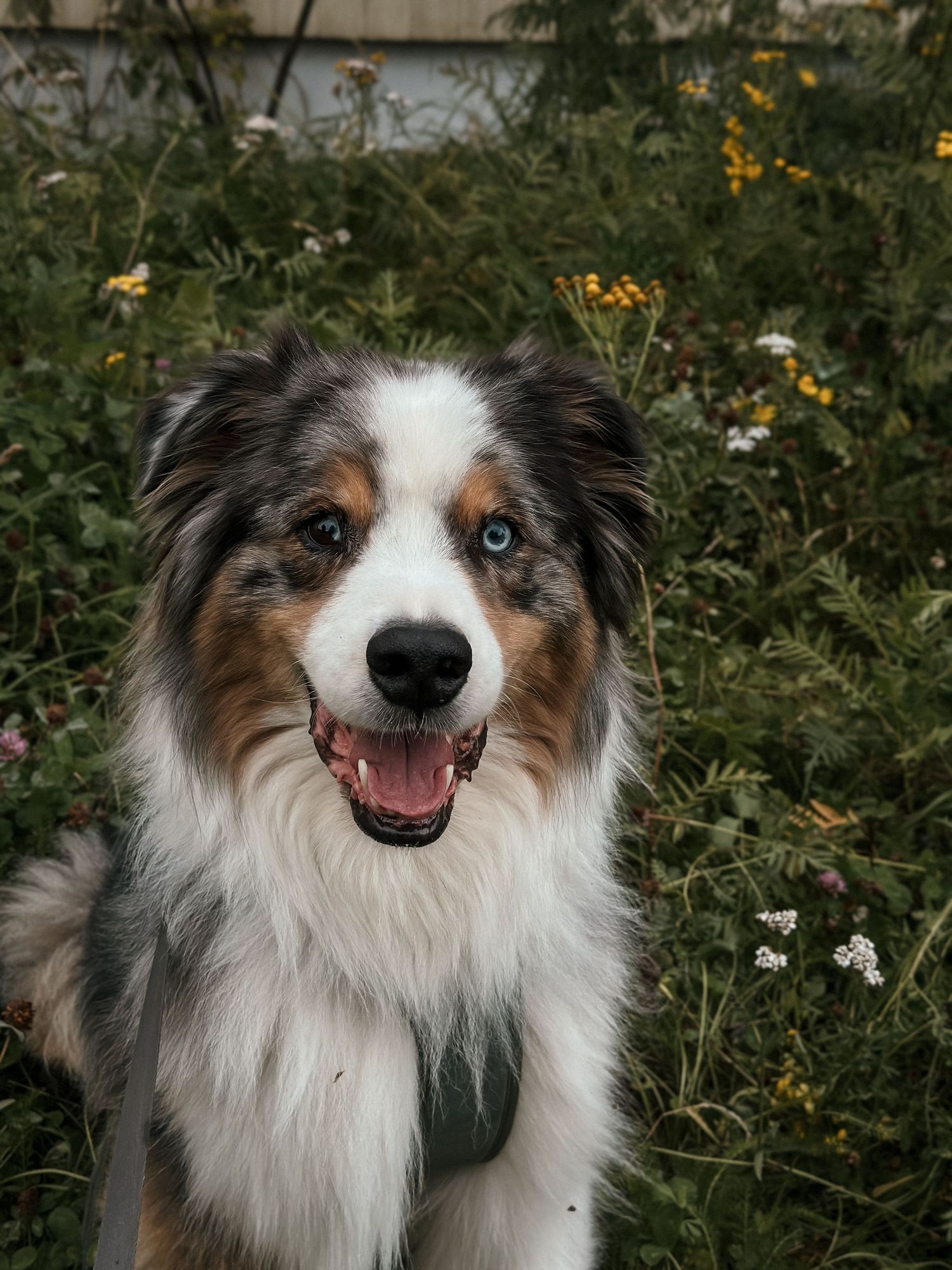 Blue merle Australian Shepherd sittende i en hage omgitt av blomster.