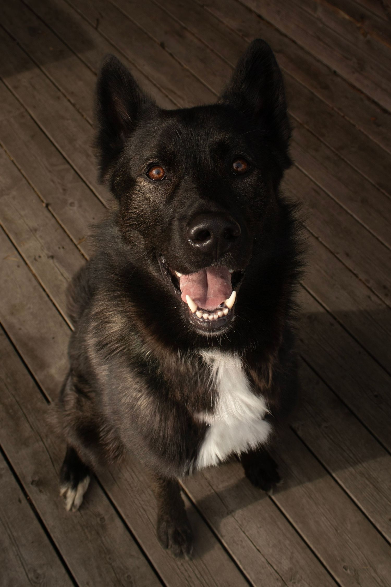 Svart og hvit hund sittende på en brygge og se opp mot kamera.