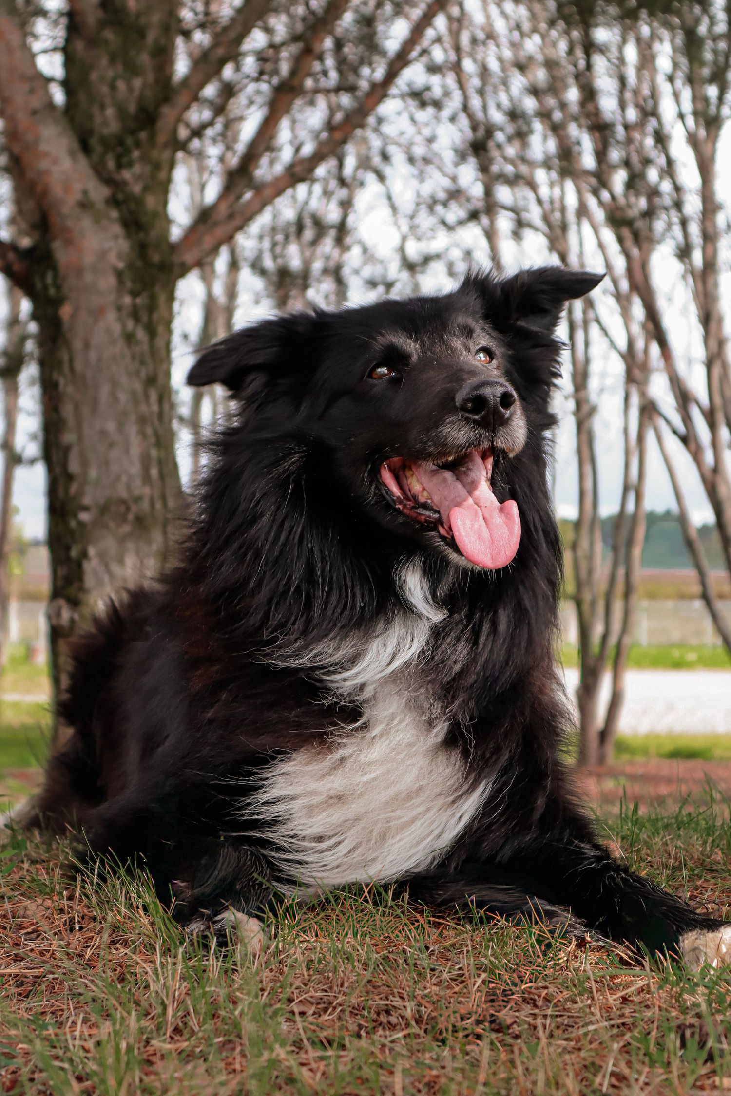 Svart og hvit Border Collie liggende på gresset under nakne høsttrær.