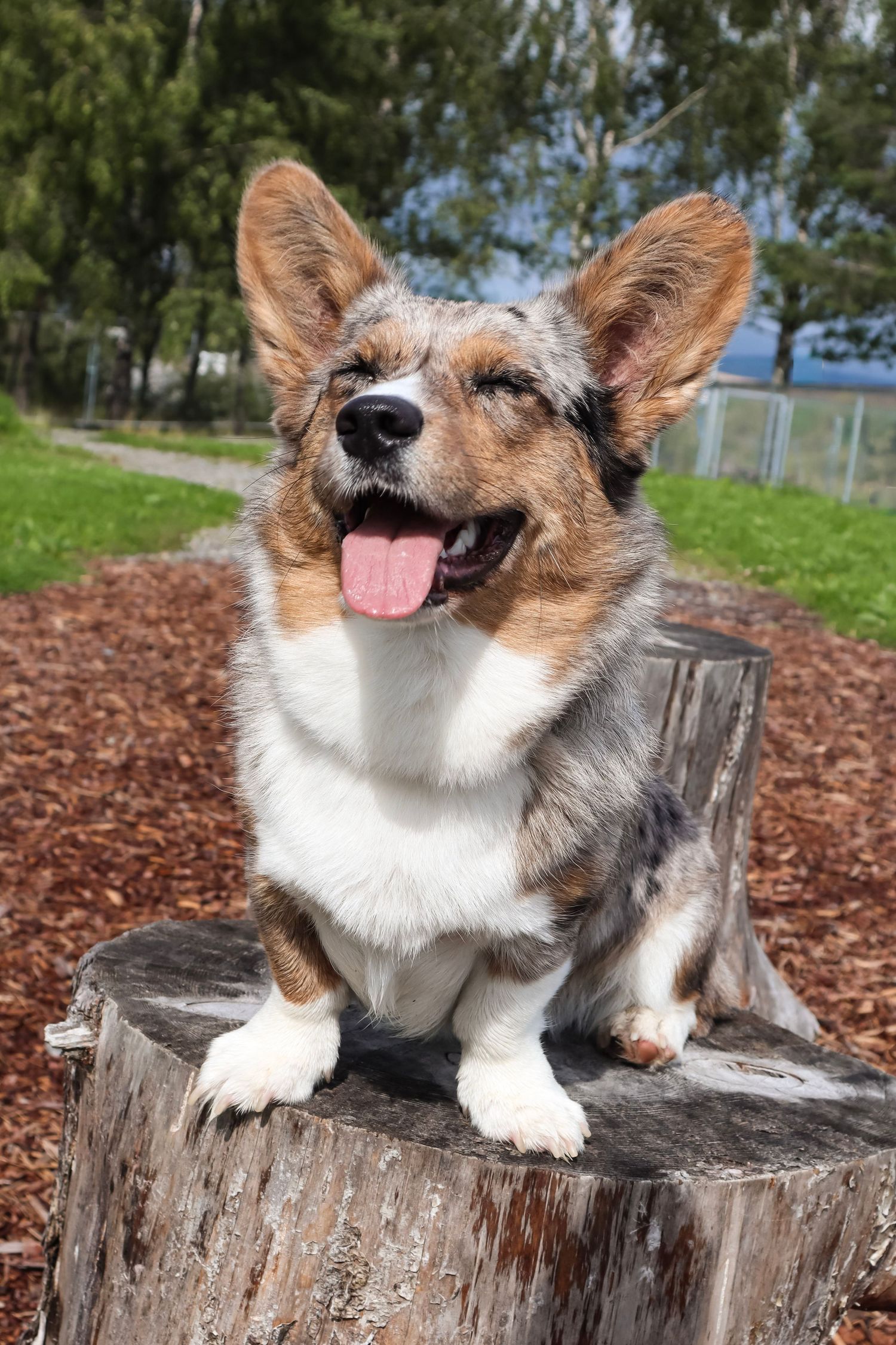 Merle Corgi sittende på en trestubbe utendørs.