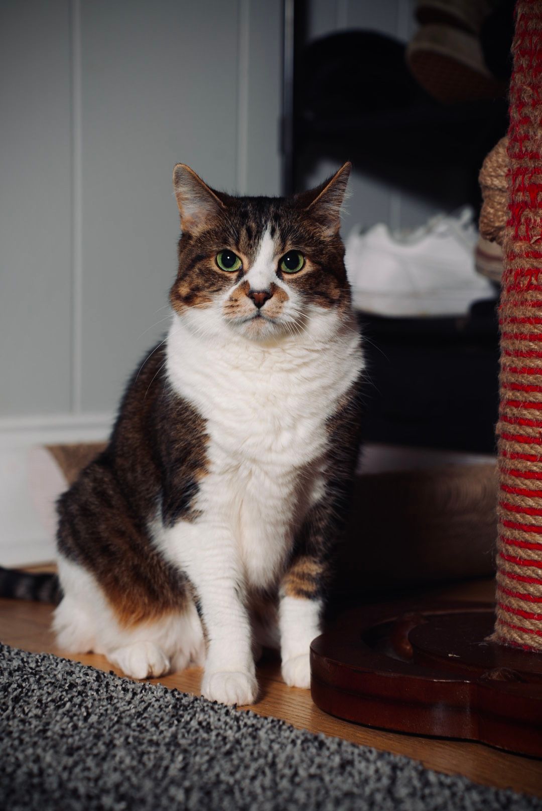 A brown and white cat with expressive eyes poses near a red scratching post.