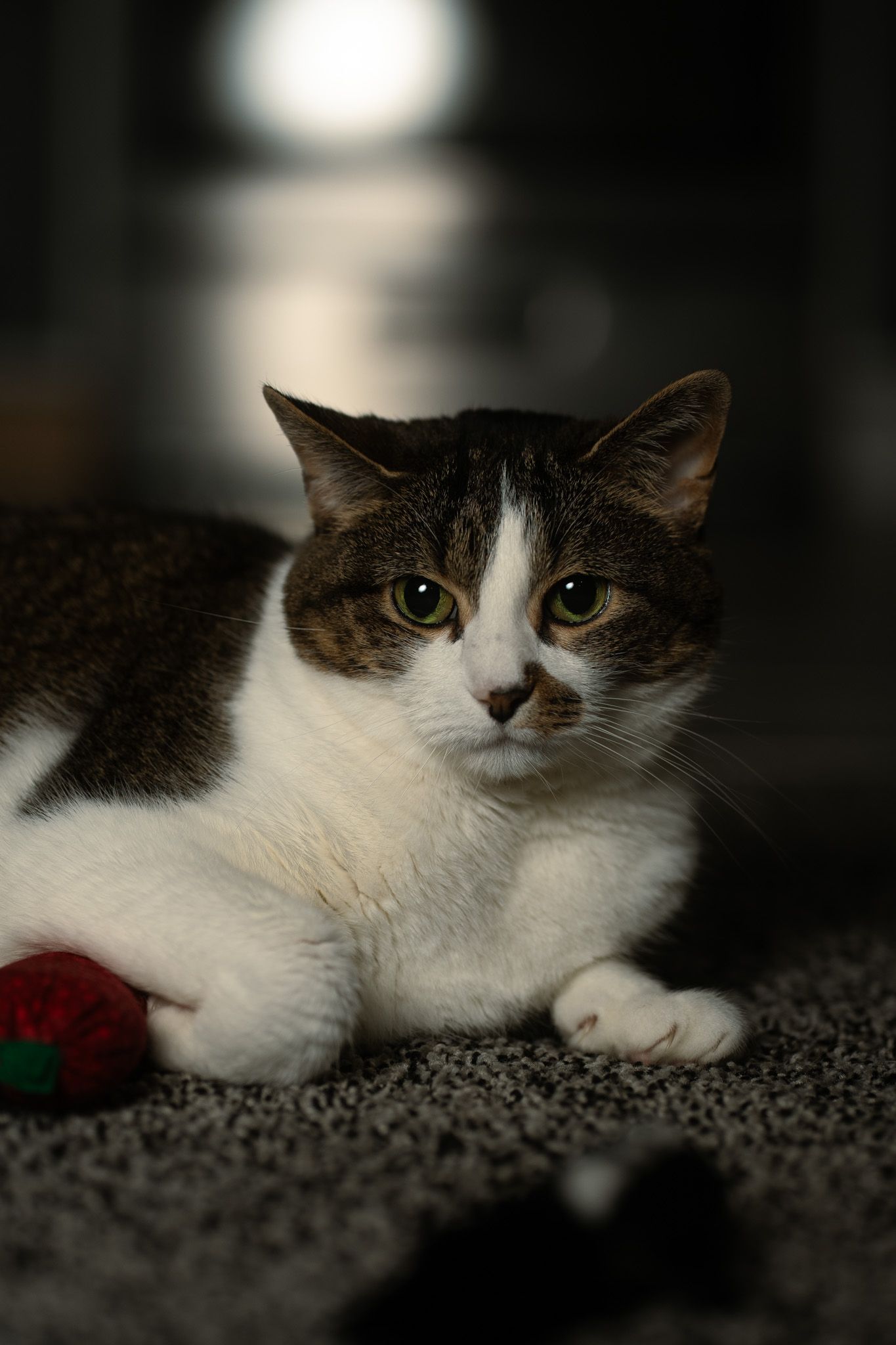 A black and white cat lounges on dark carpet in moody lighting.
