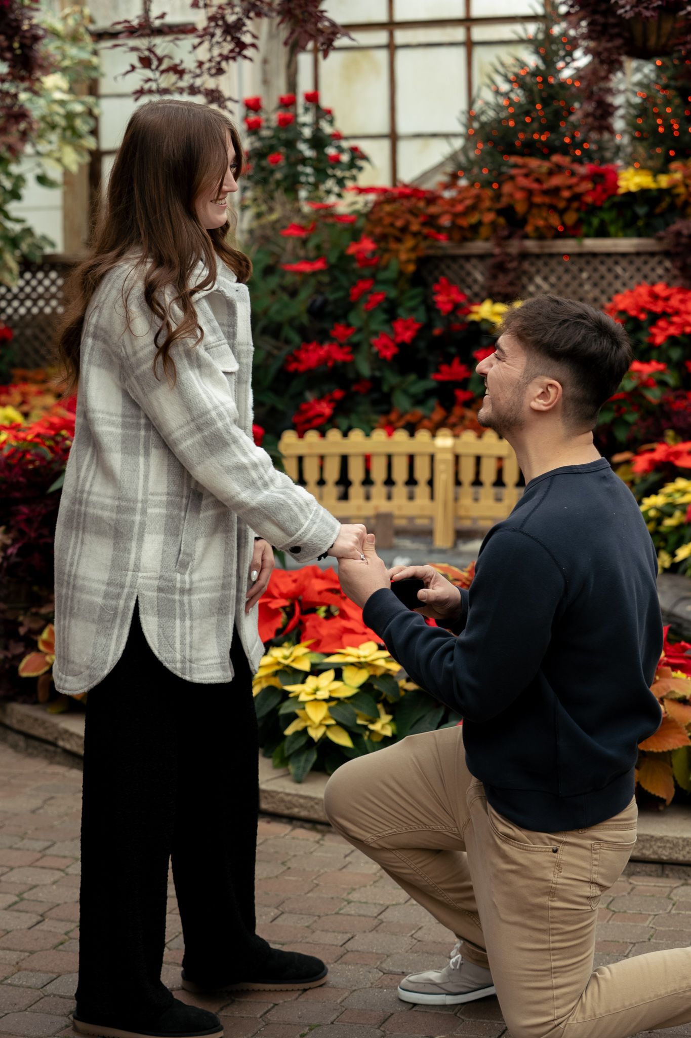 A romantic proposal moment captured in a garden setting with vibrant red poinsettias and stone pathway.