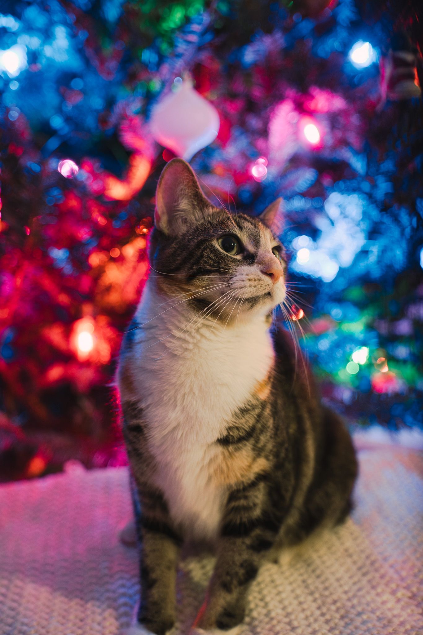A cat sits in front of a Christmas tree with colorful bokeh lights creating a festive holiday atmosphere.