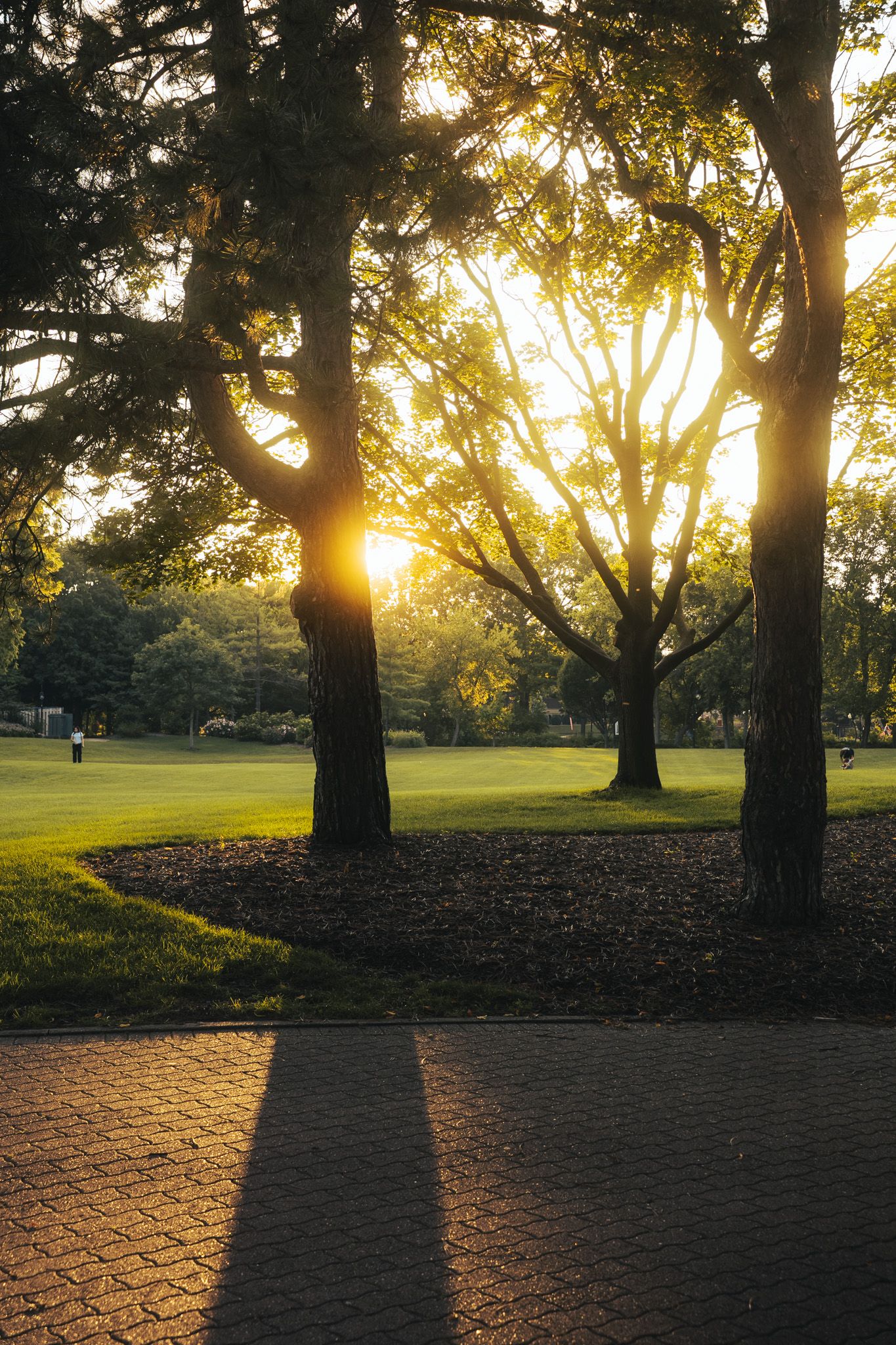 Golden sunlight streaming through trees in peaceful park setting.