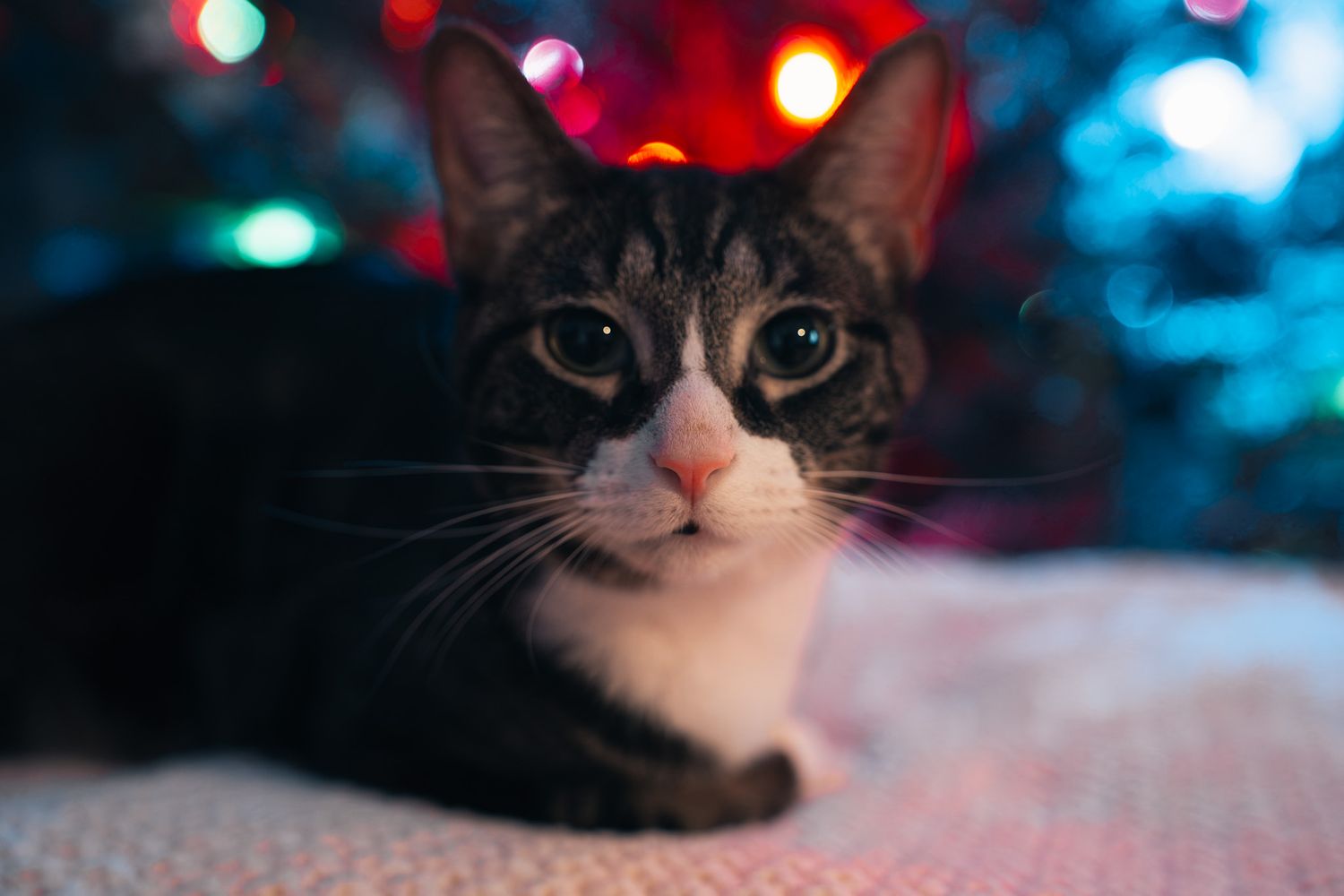 A tabby cat with expressive eyes rests against a blurred background of colorful bokeh lights.