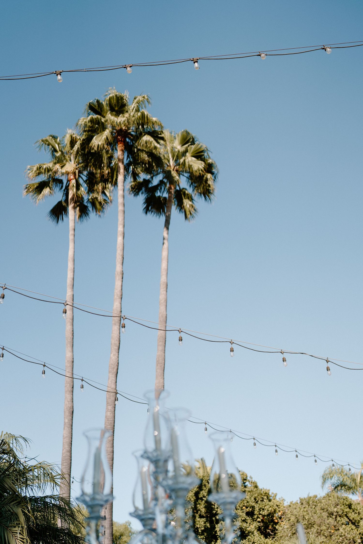 Palm trees at Southern California wedding