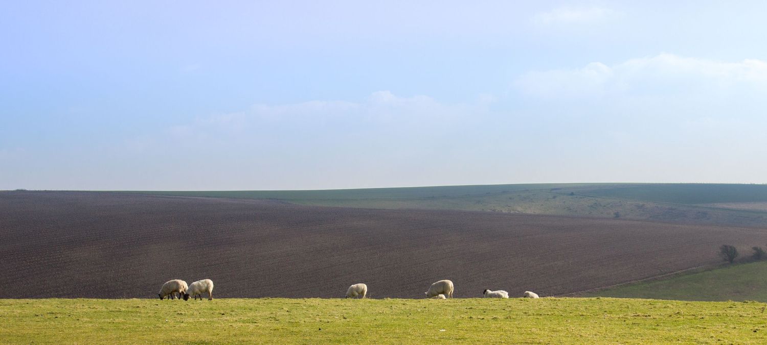Panoramic view of horses grazing in vast grassland under blue sky.