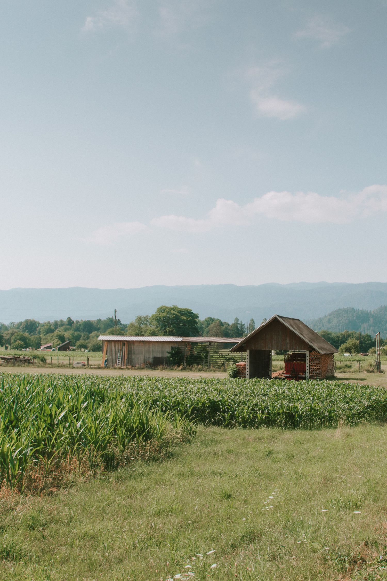Rural farmstead with wooden barn and shed amid lush cornfields, trees, and mountain backdrop under a partly cloudy sky.