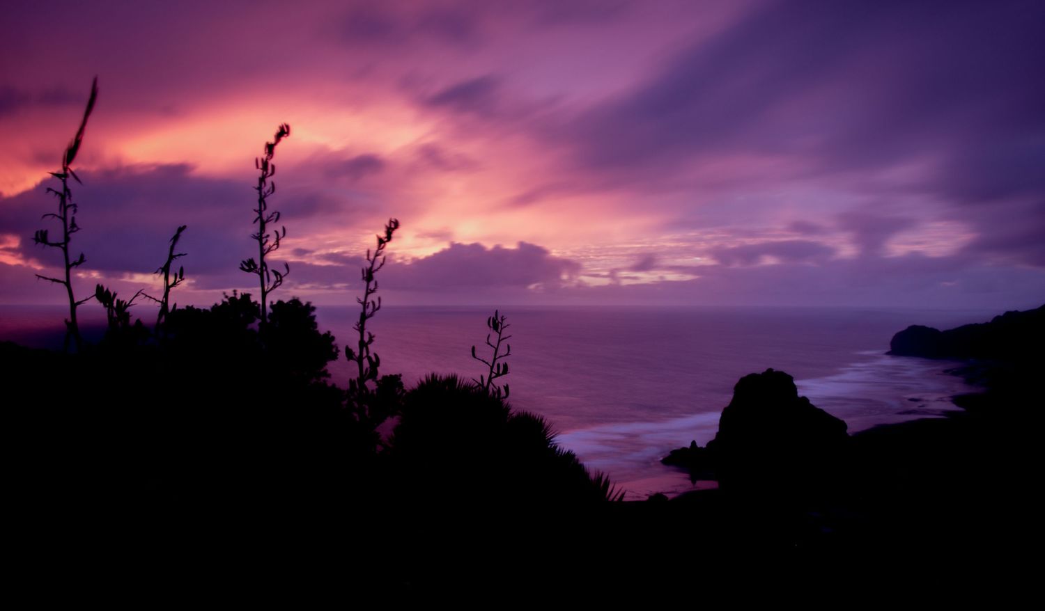 Silhouetted plants against vibrant purple sunset sky with dramatic cloud formations.