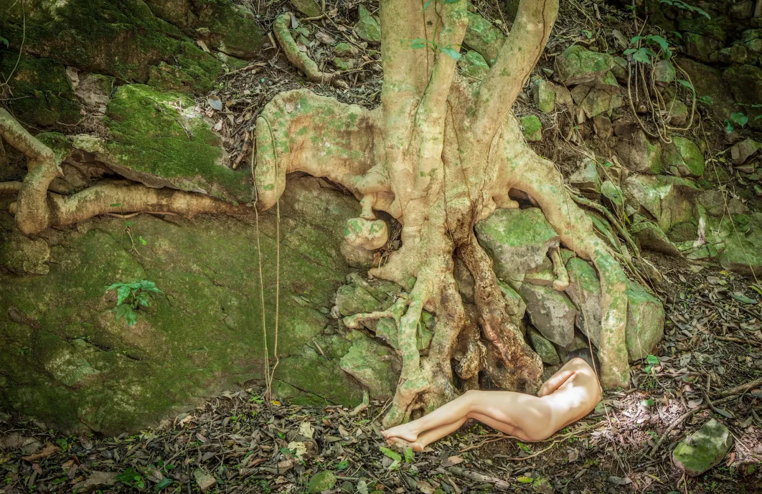Artistic nature photo showing exposed tree roots covered in moss.