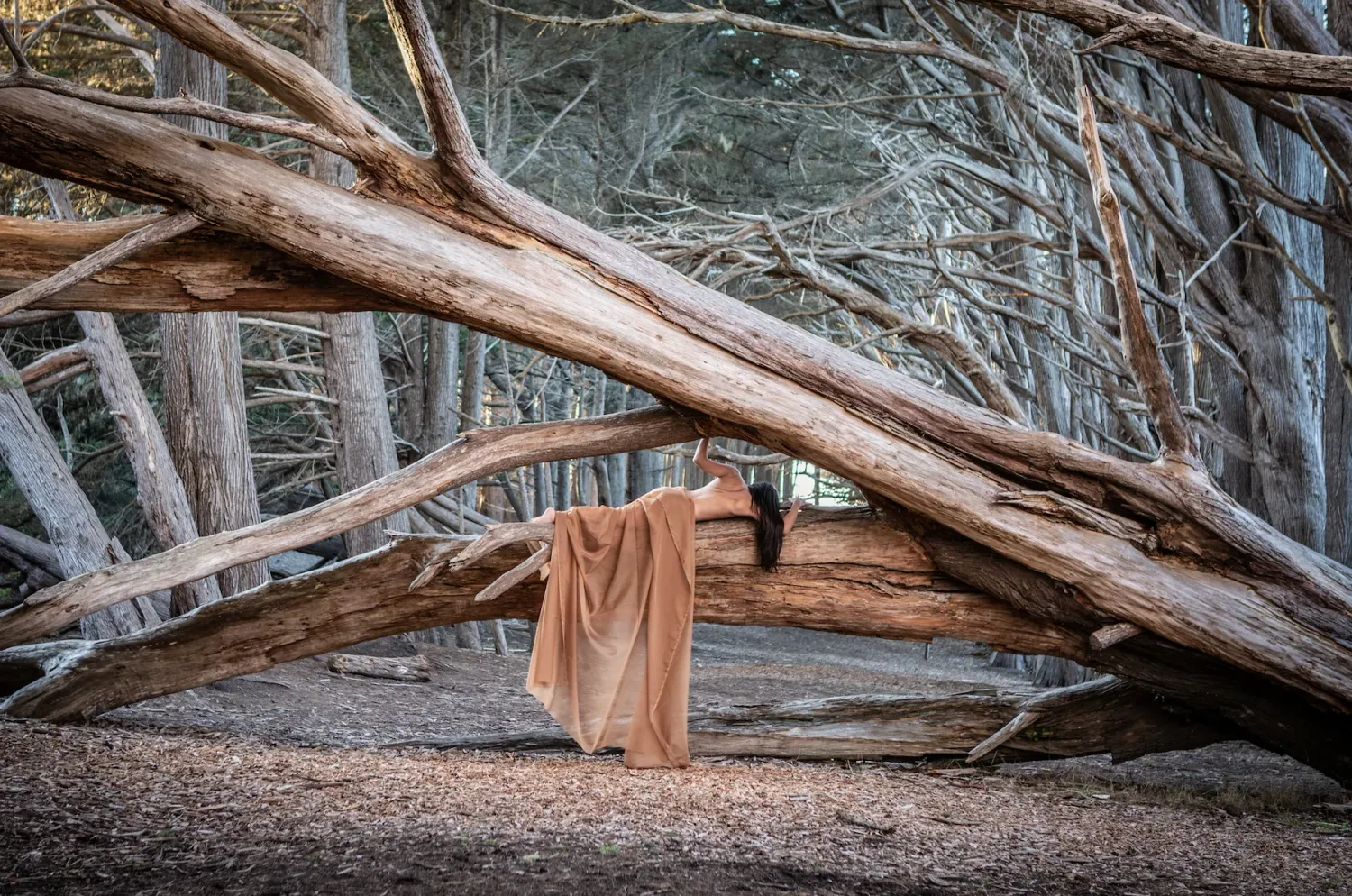 Artistic photographs of fallen tree trunks in a misty forest setting.