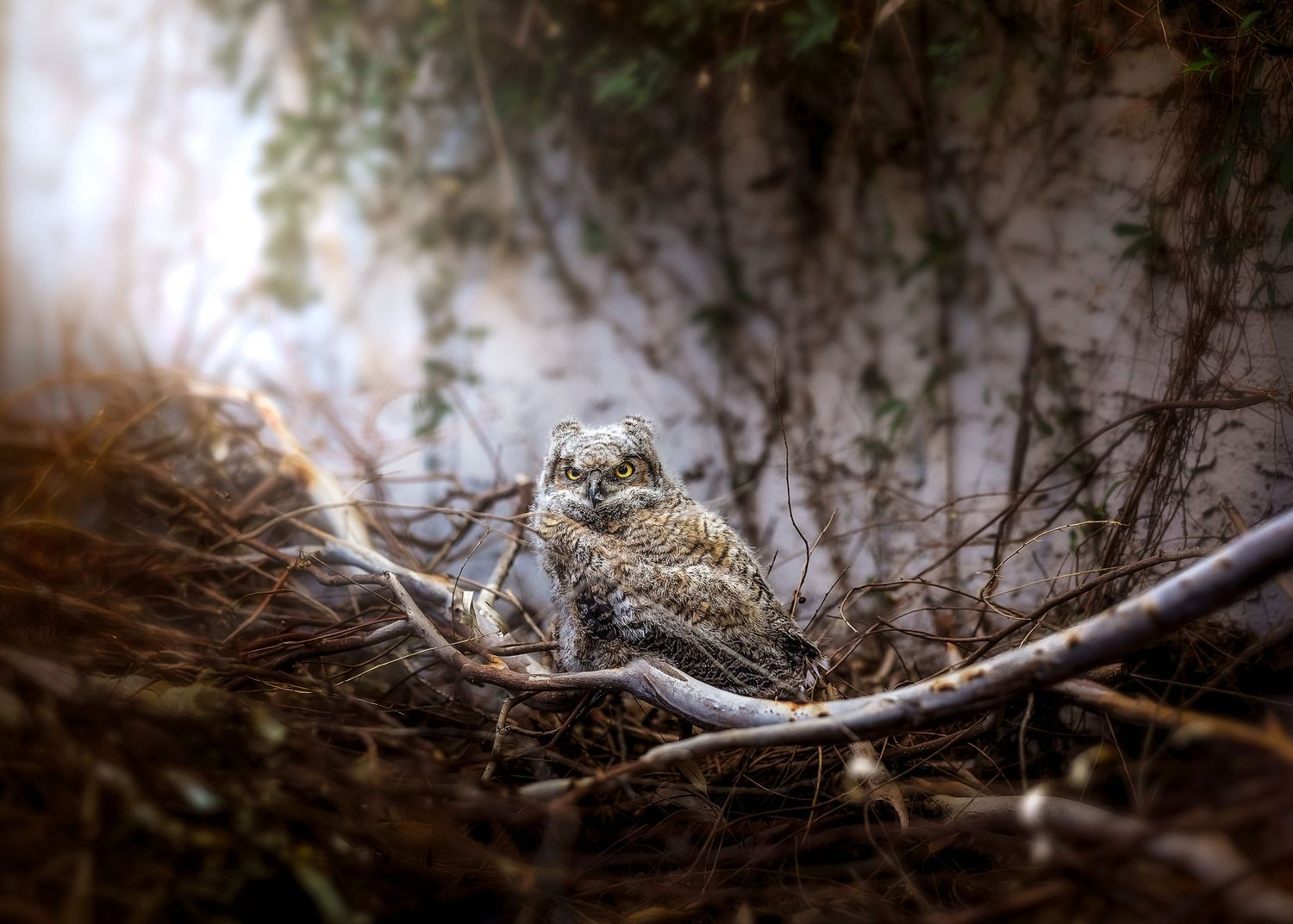A young owlet perched in a nest surrounded by twigs and branches in a softly lit natural woodland setting.