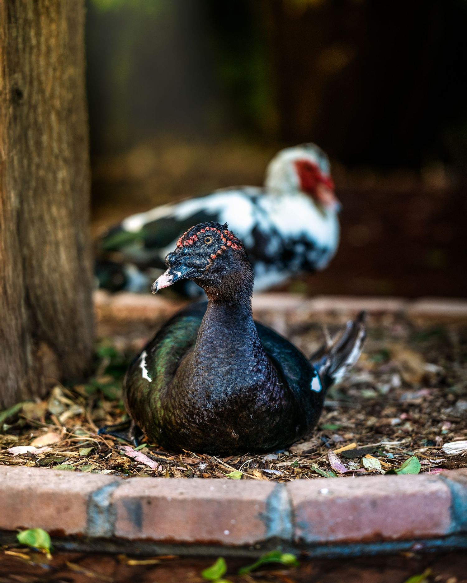 Two Muscovy ducks resting on the ground, one dark iridescent green with red caruncles, another white and black in the background.