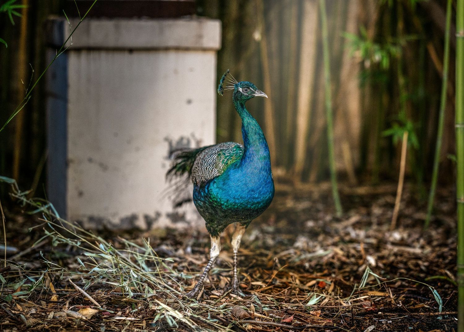 A vibrant peacock with iridescent blue-green plumage stands among bamboo and dry leaves near a concrete structure.