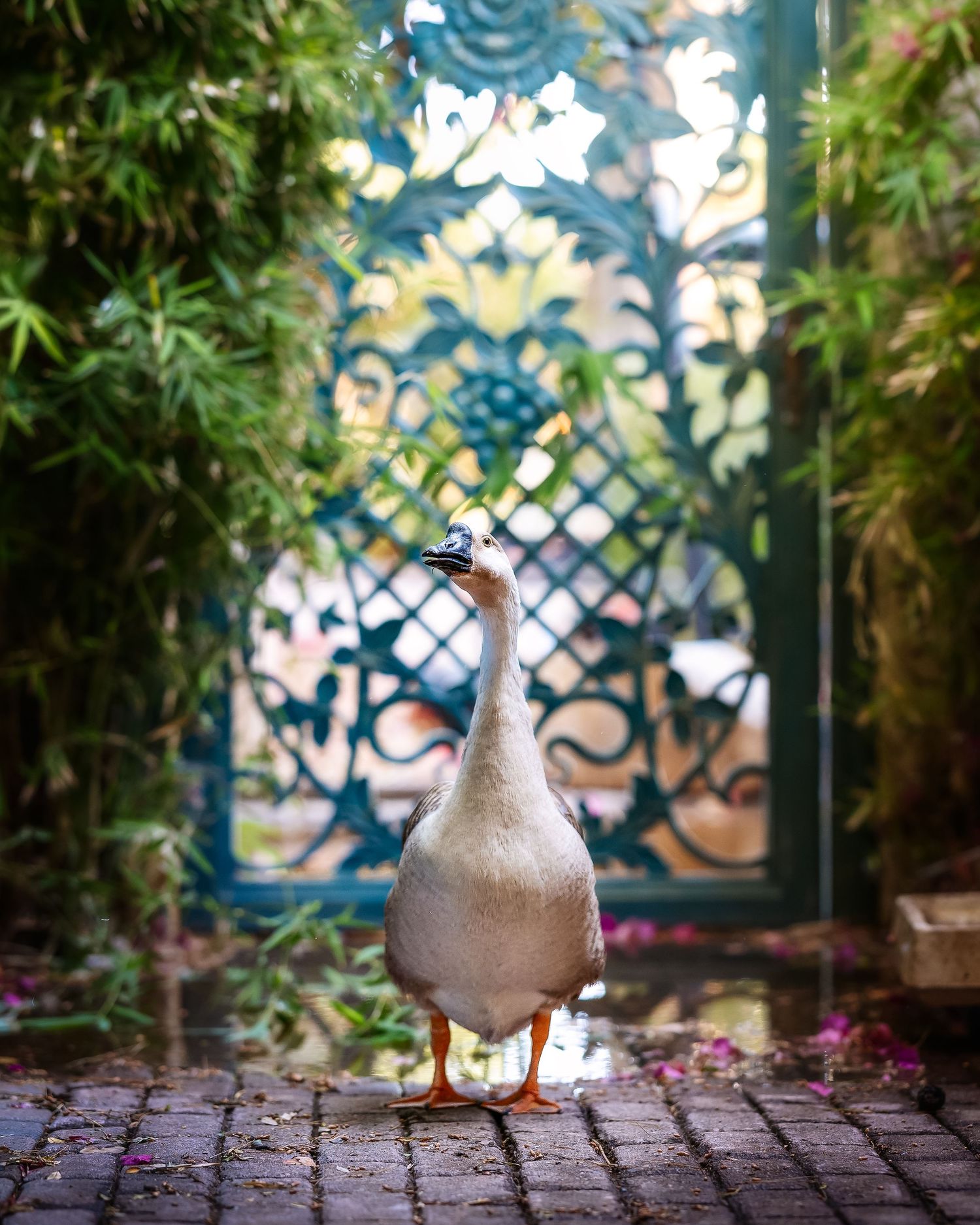A white duck stands on cobblestone path before ornate teal iron gate surrounded by lush green bamboo foliage.