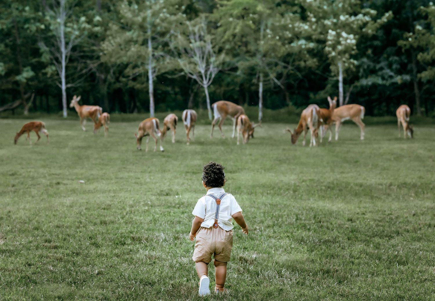 baby walking towards a herd of deer