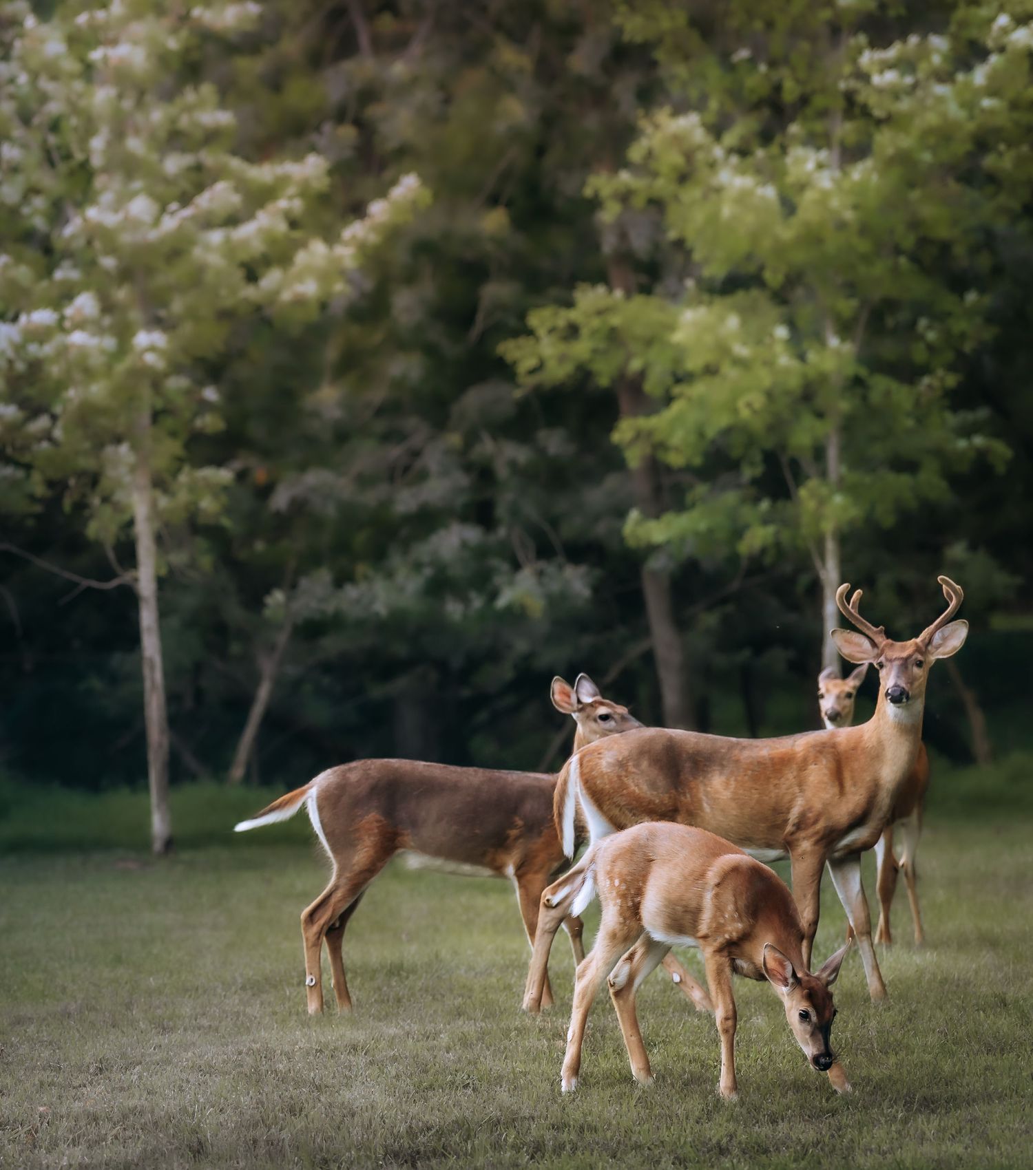 family of deer
