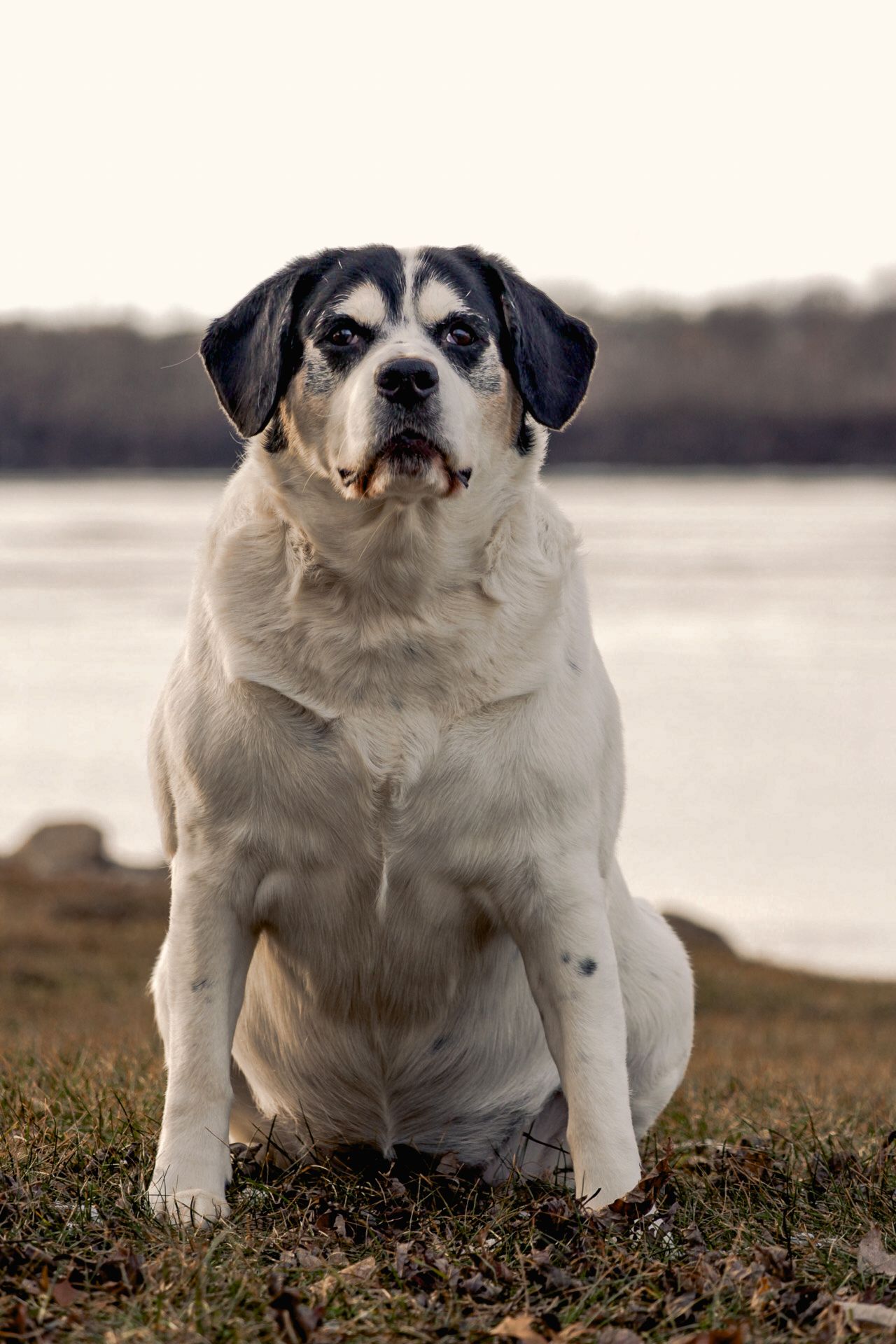 White and black mixed breed dog sitting on grass near water.