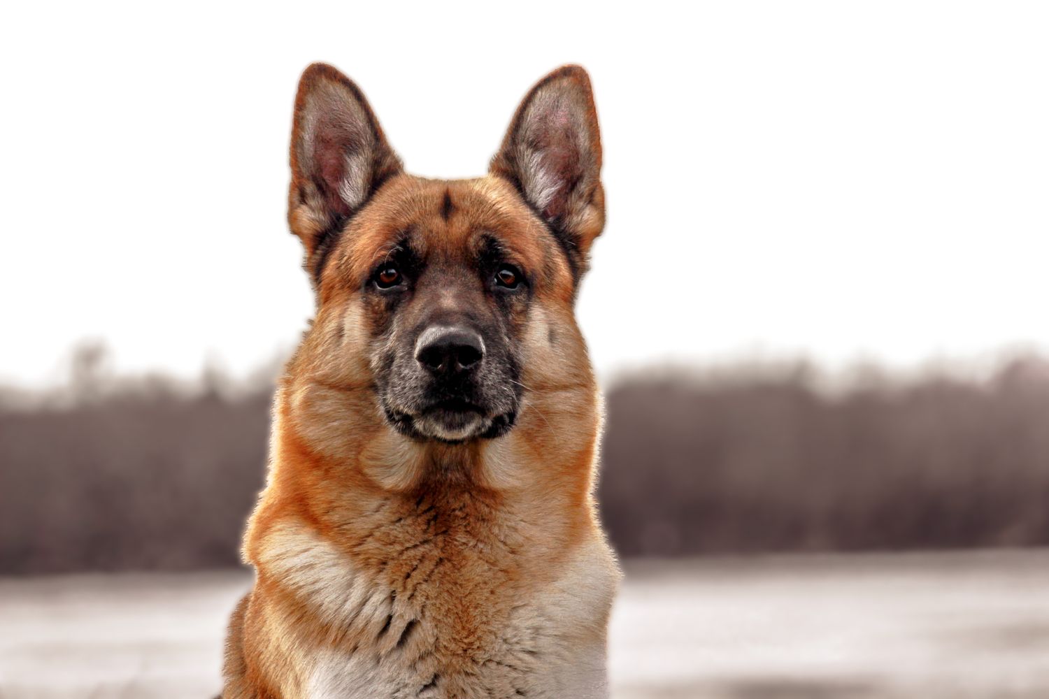 Series of close-up shots showing a German Shepherd's facial expressions.