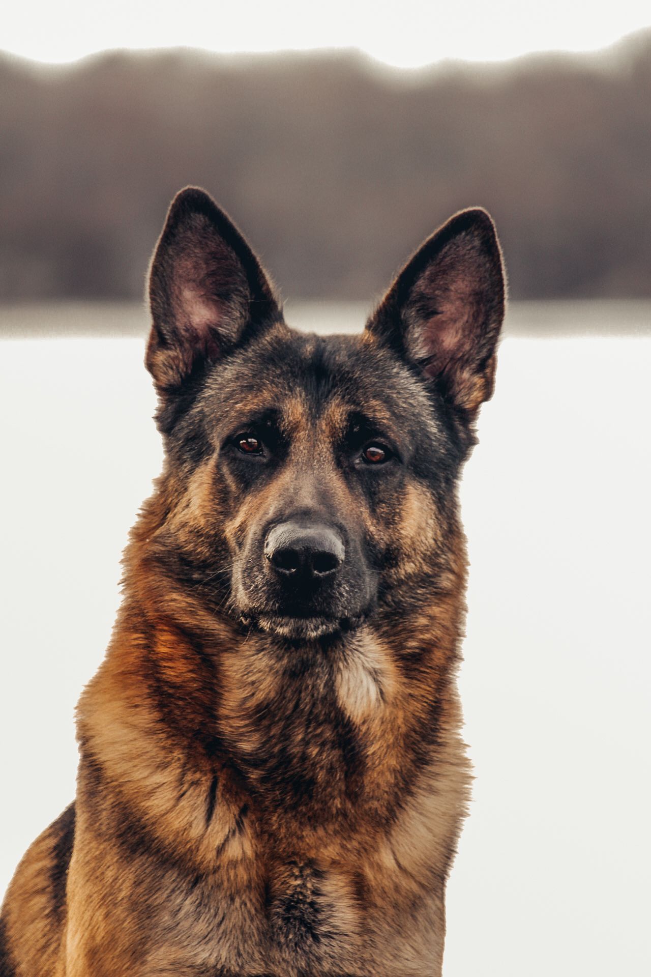 Close-up portraits of a German Shepherd dog showing alert and noble expressions.