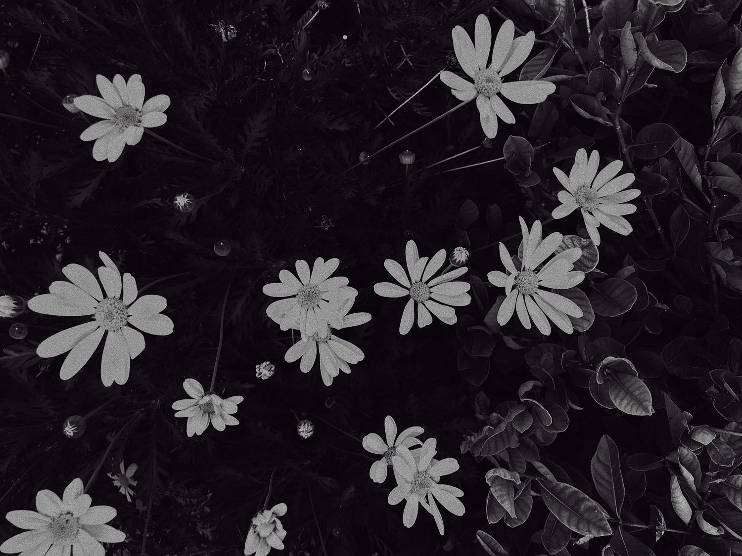 Black and white photograph of delicate daisy flowers scattered across a dark background creating a striking contrast.