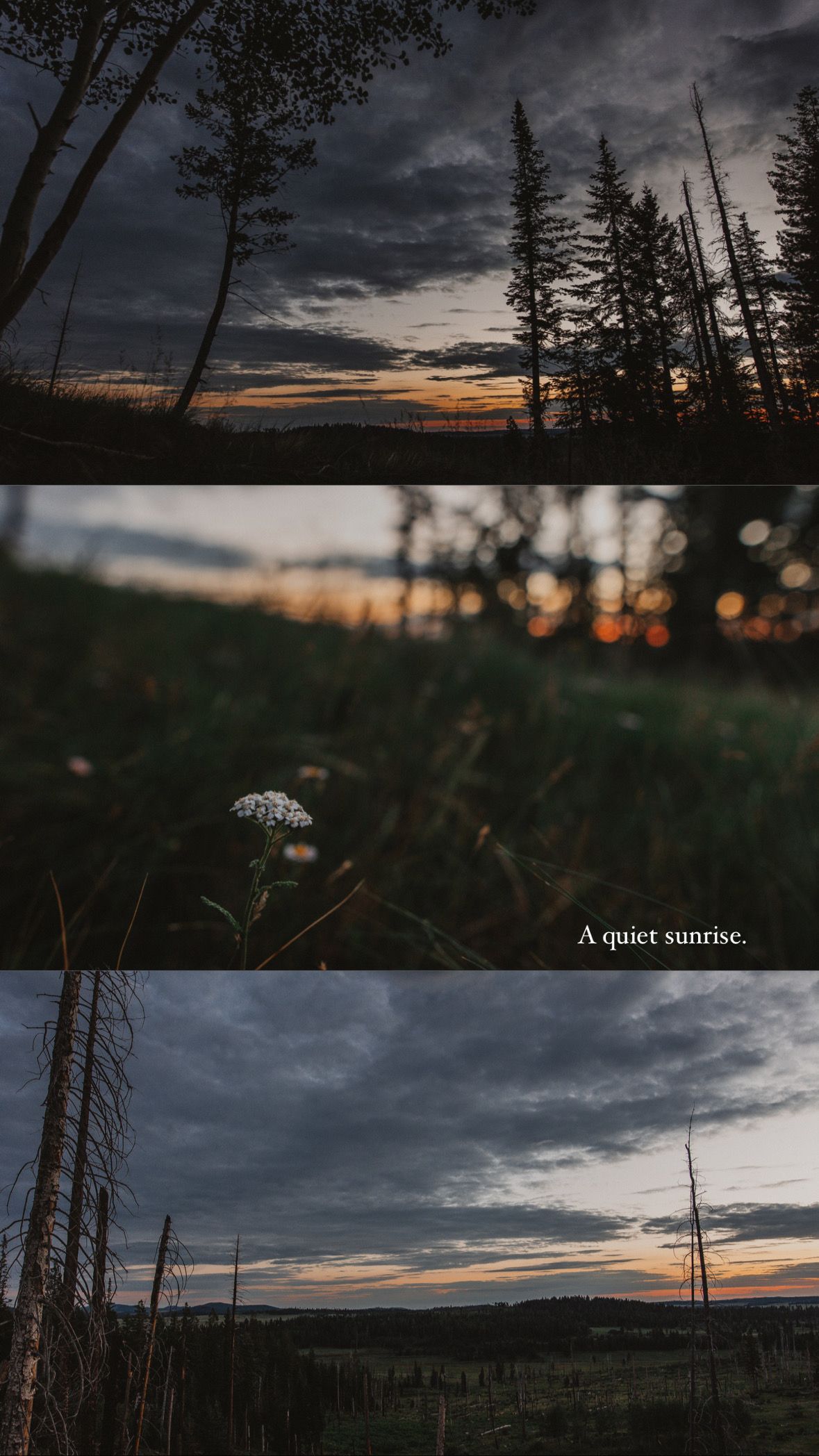 Three-panel moody nature collage featuring dark forest silhouettes, a white wildflower, and dramatic cloudy skies at quiet sunrise.