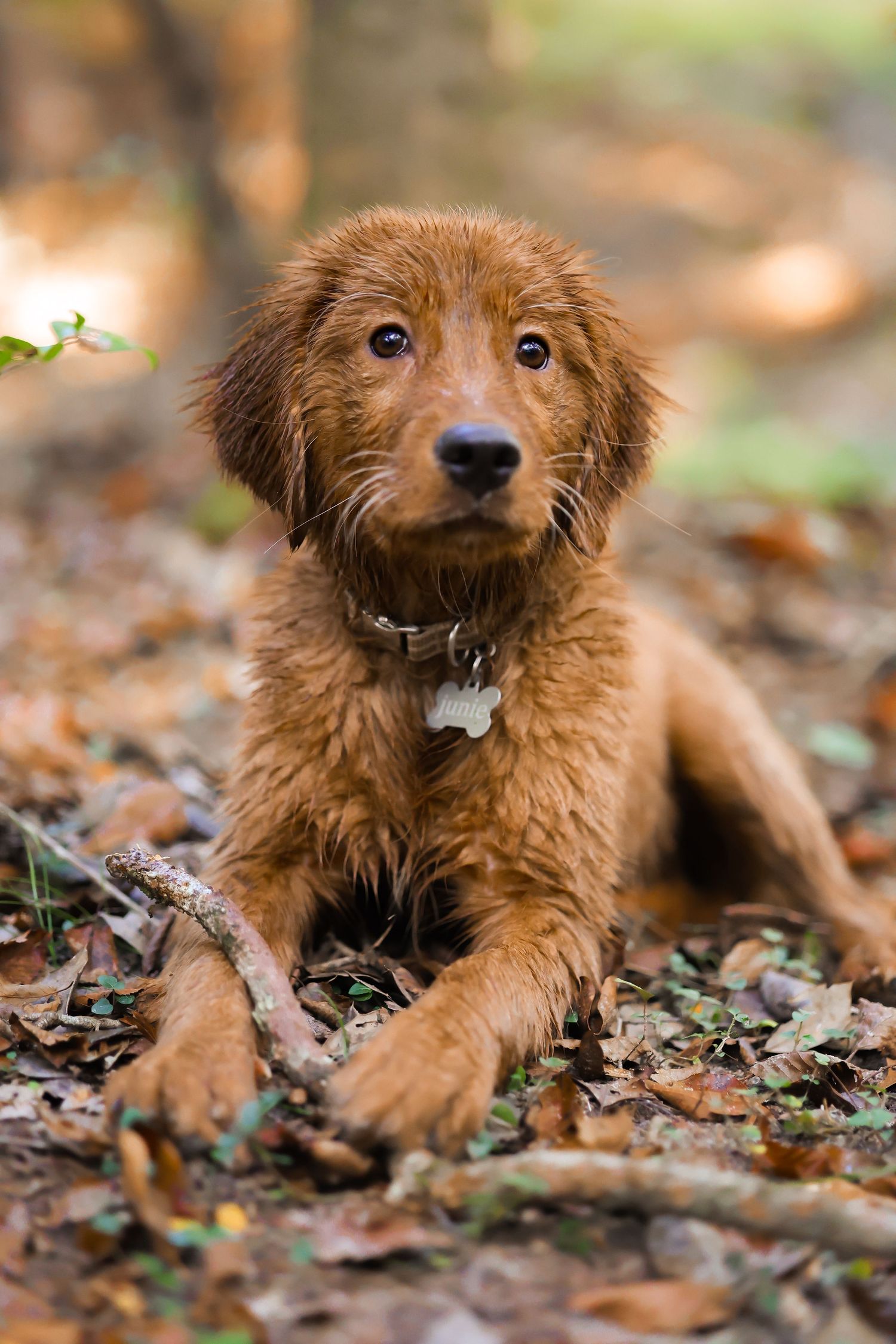 dog, puppy, nature photography, wildlife photography