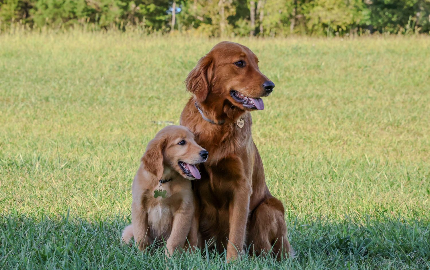 pet photography, southeast ky golden retrievers