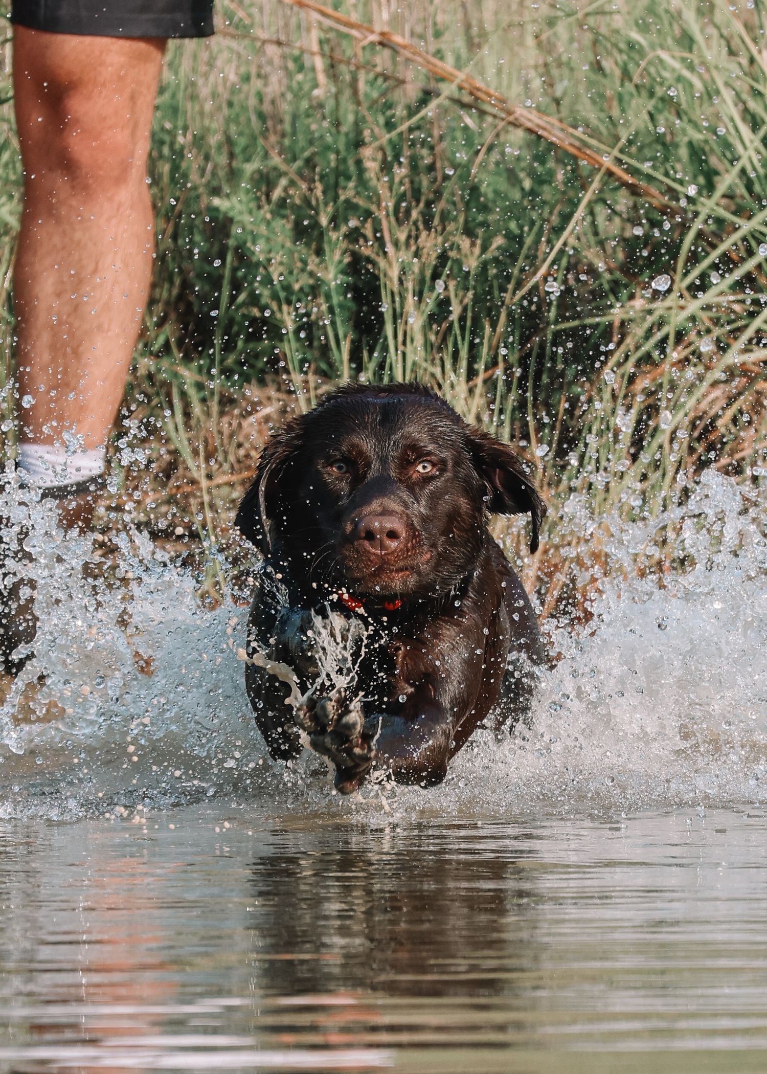 chocolate lab training, dog training, wildlife photography, raleigh dog photography, duck hunting photography