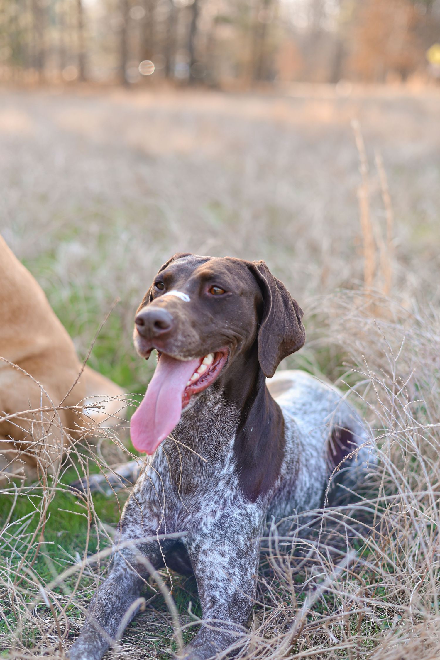 north carolina pet photography family photography