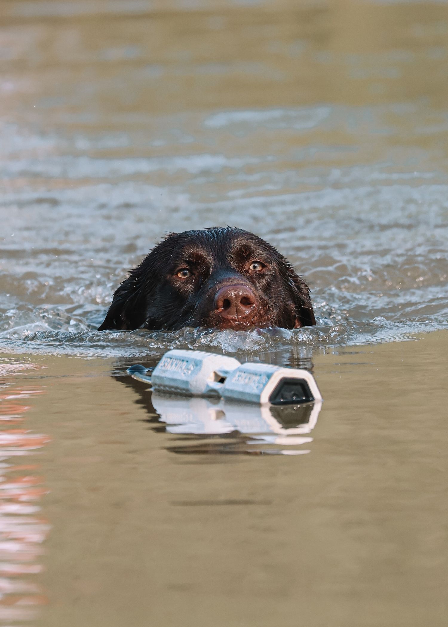 duck dog, duck hunters, gunner kennel