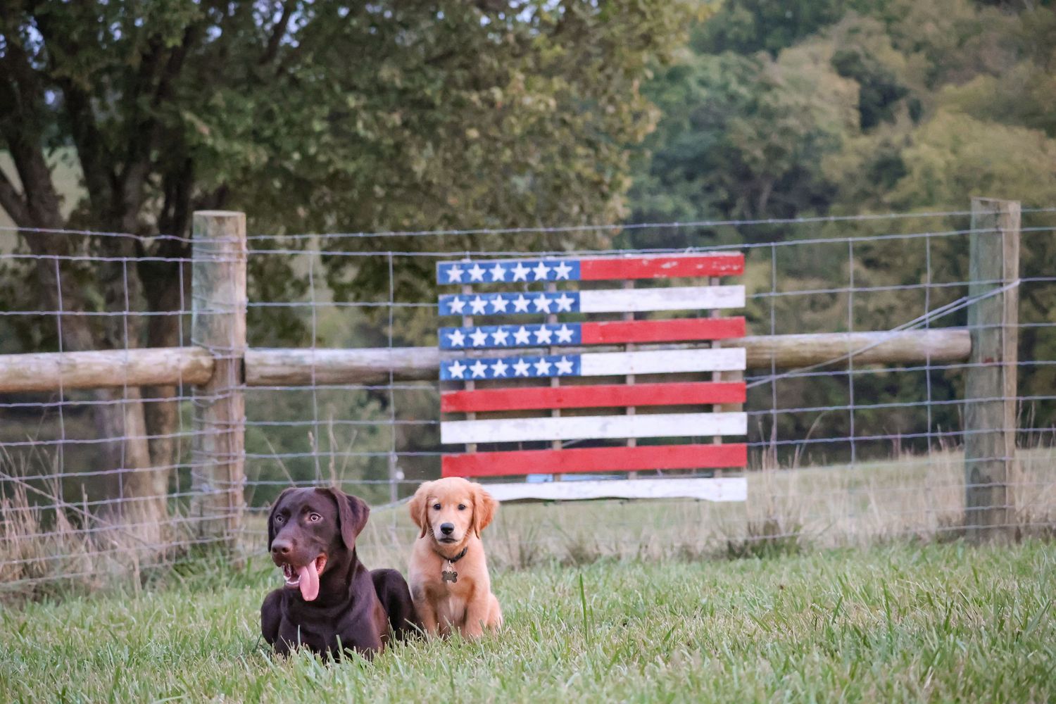 kentucky pet photography