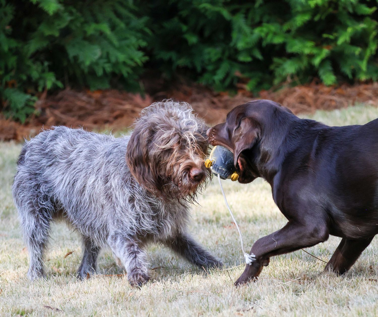 pet photography