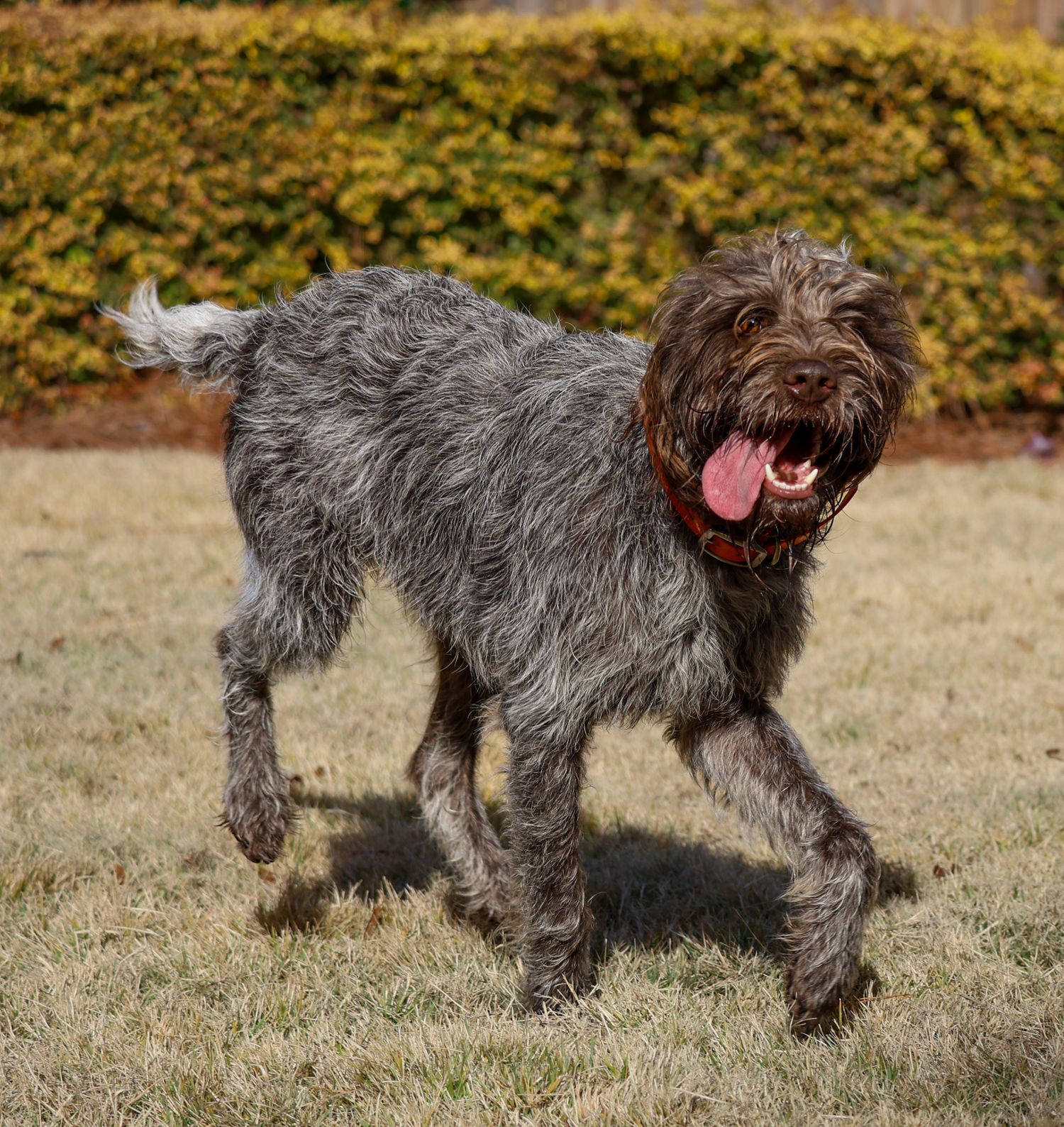 pet photography