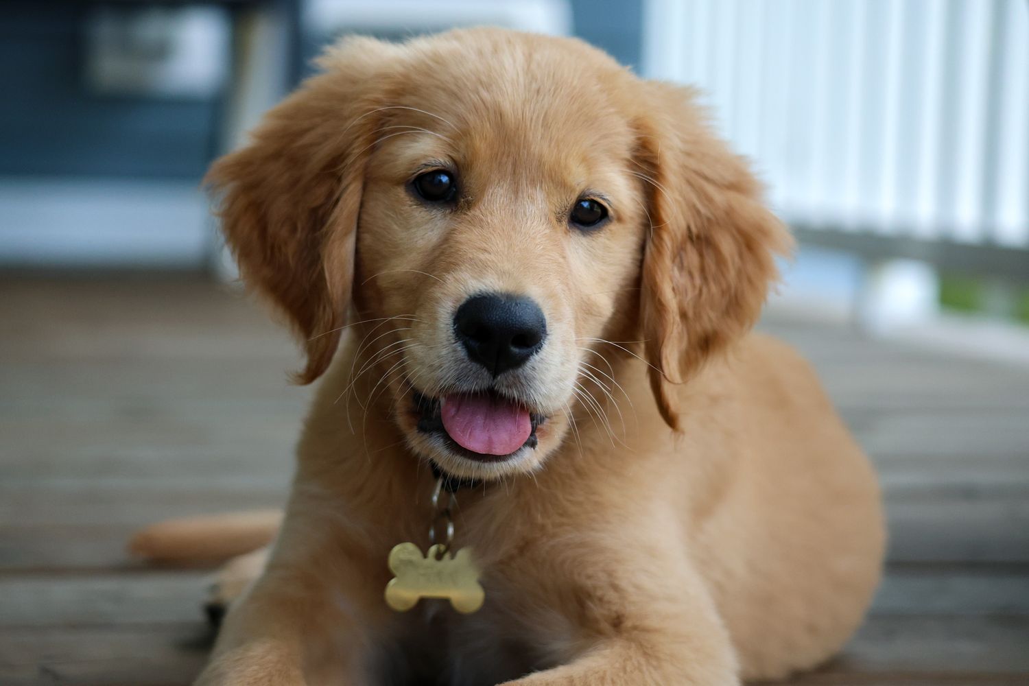 pet photography