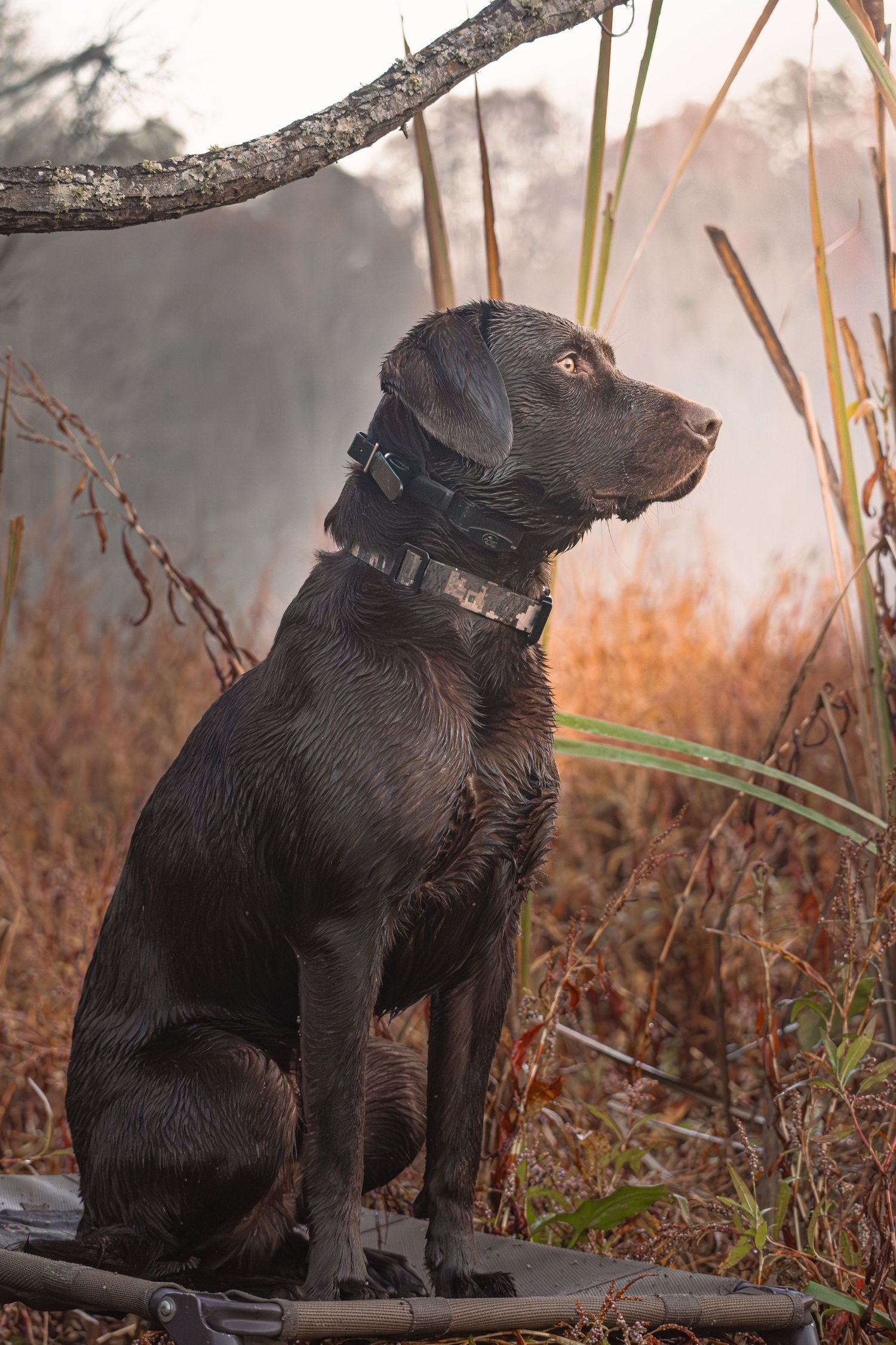 hunting dog, retriever, labrador retriever
