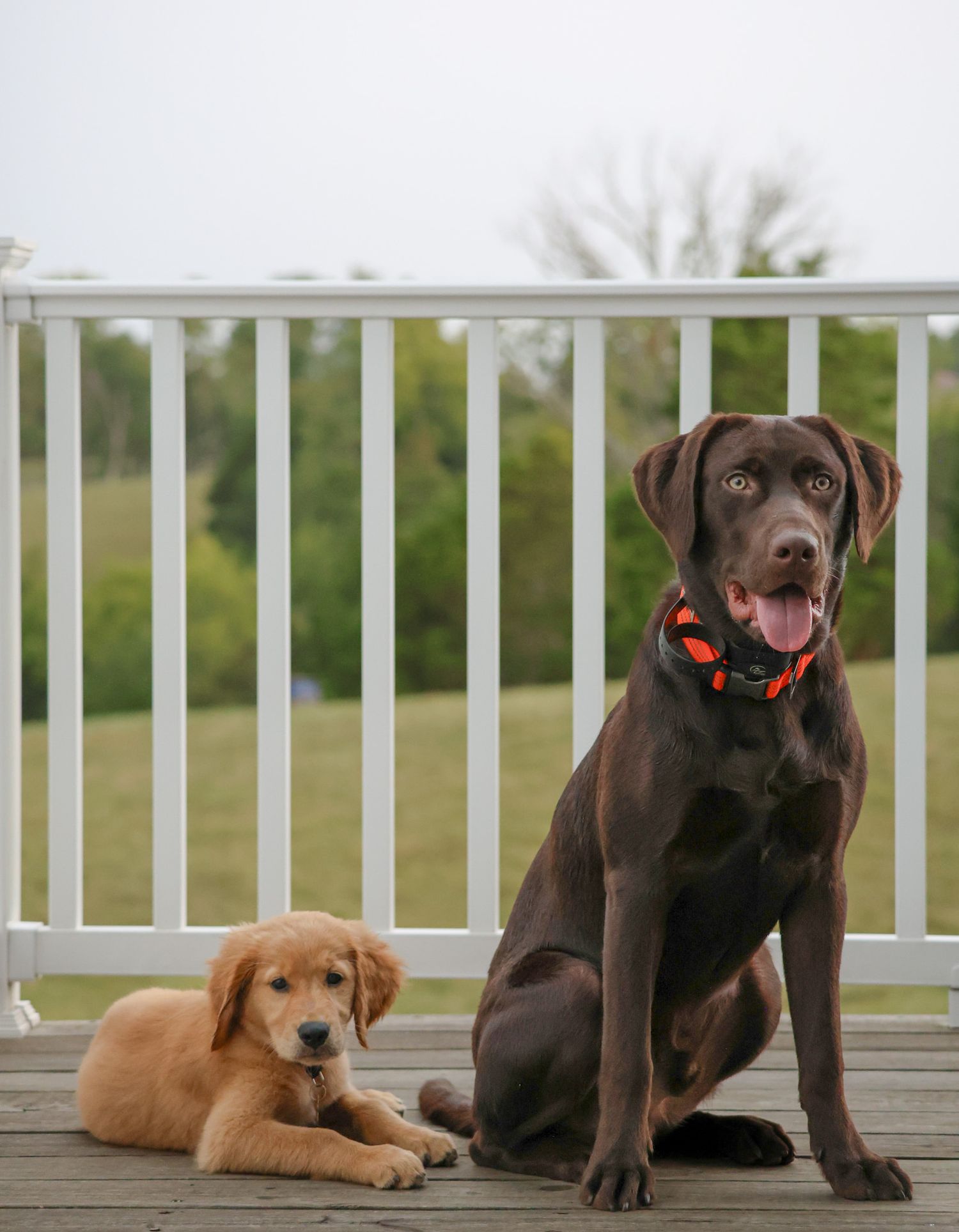 pet photography