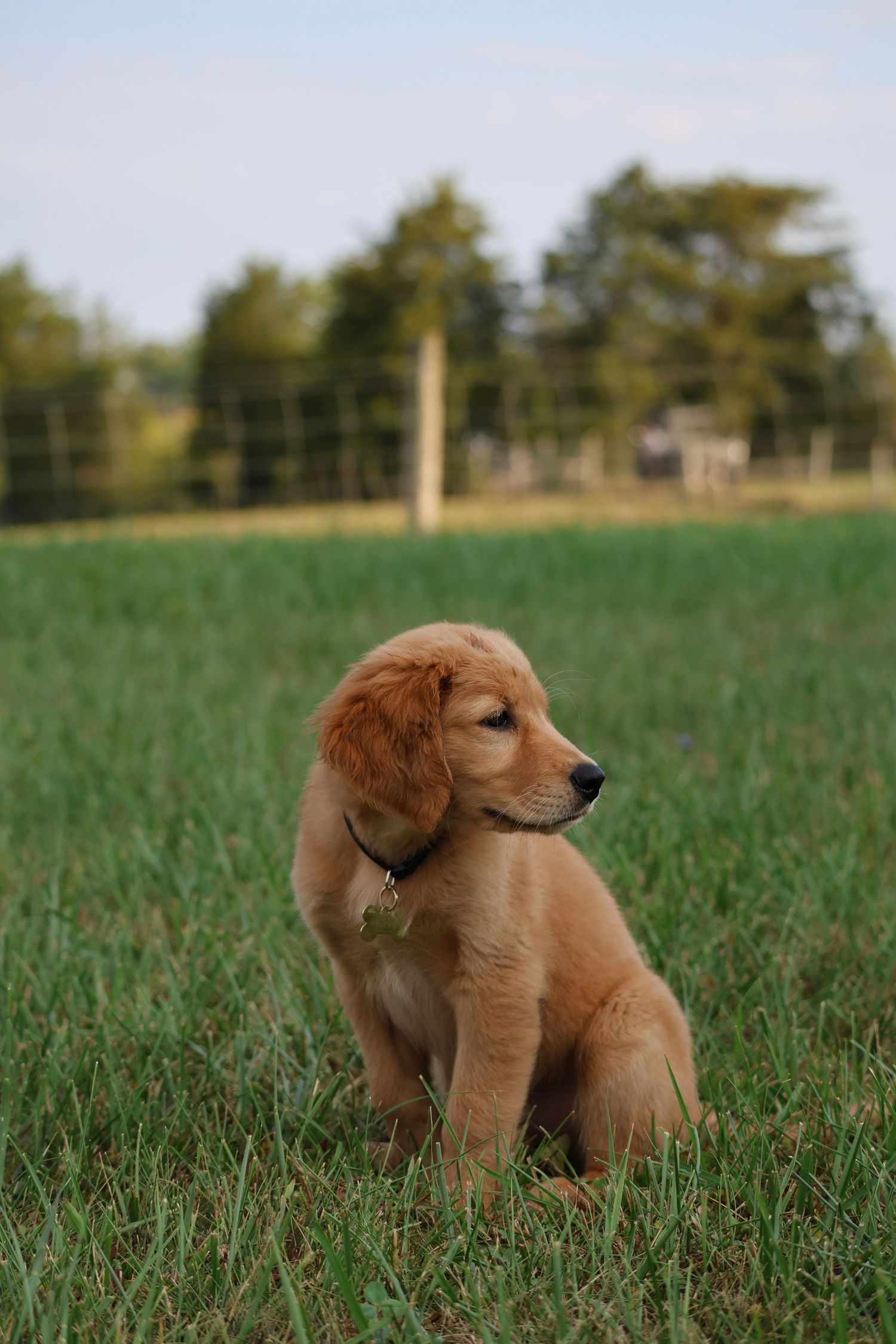 pet photography, golden retriever puppies