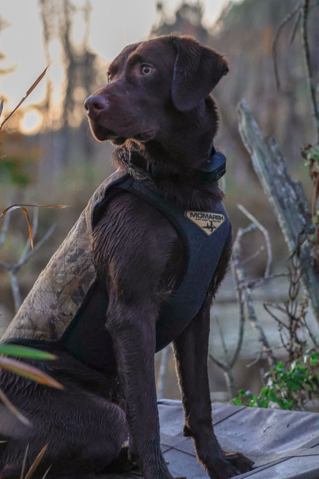 duck dog, hunting photography, duck hunting photography