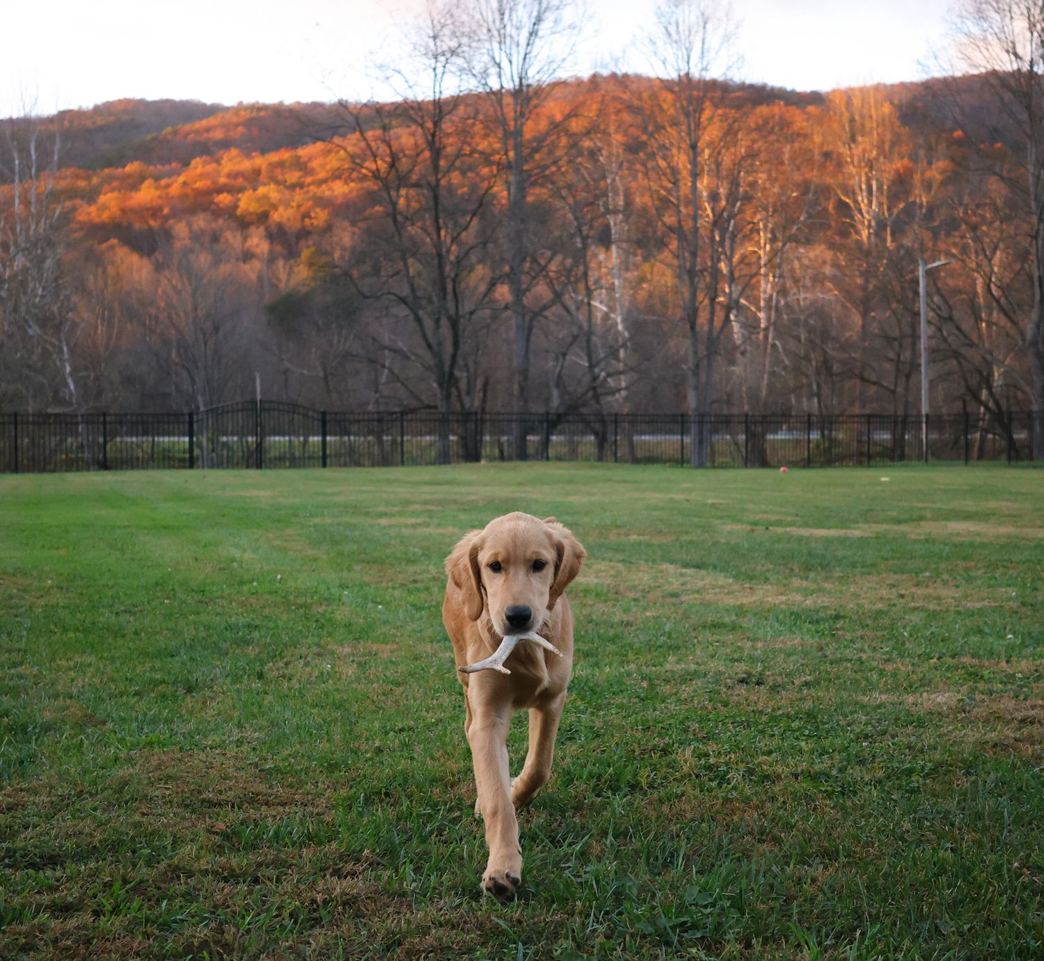 pet photography, golden retriever puppies, southeast ky golden retrievers