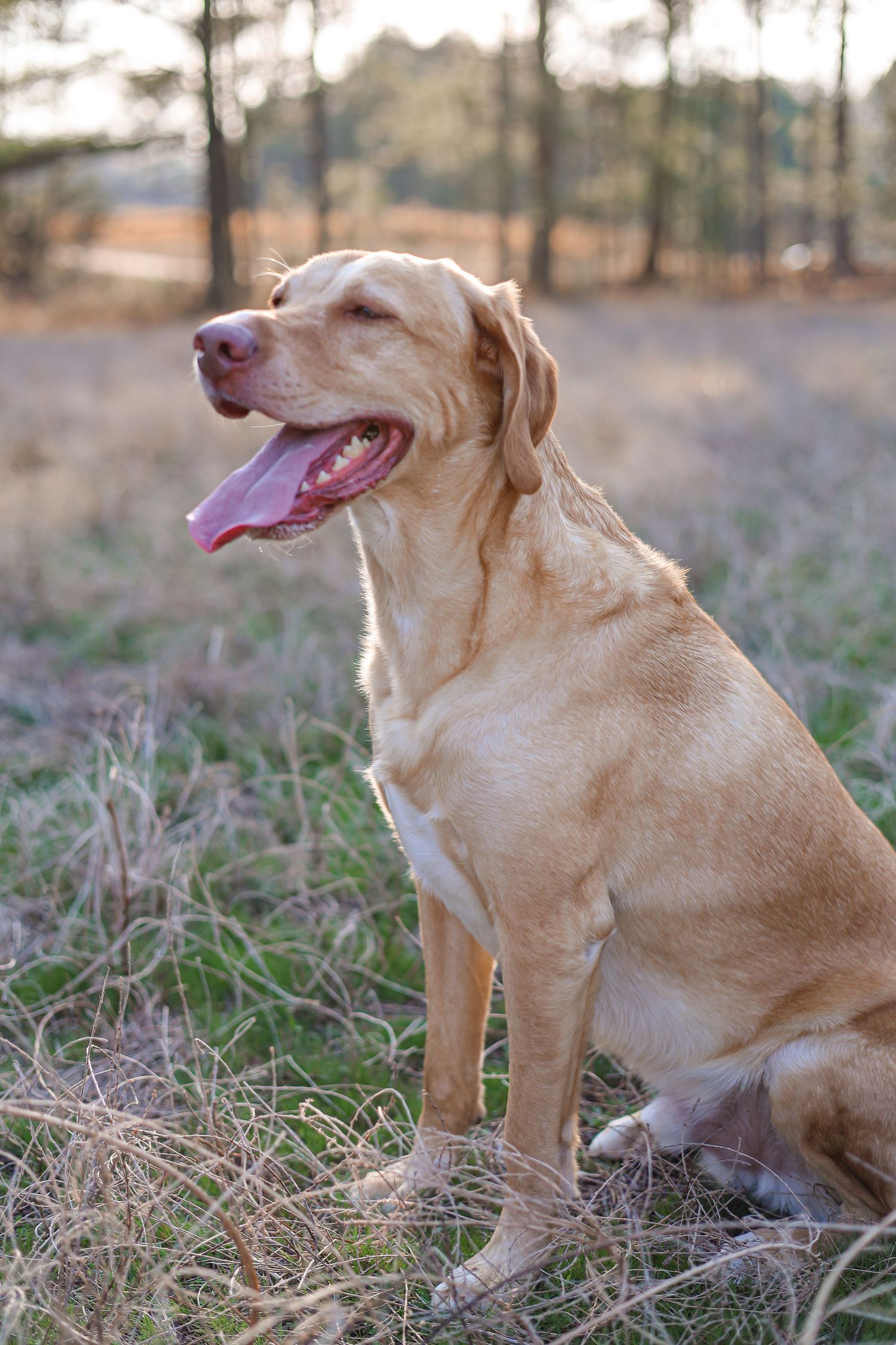 north carolina pet photography family photography